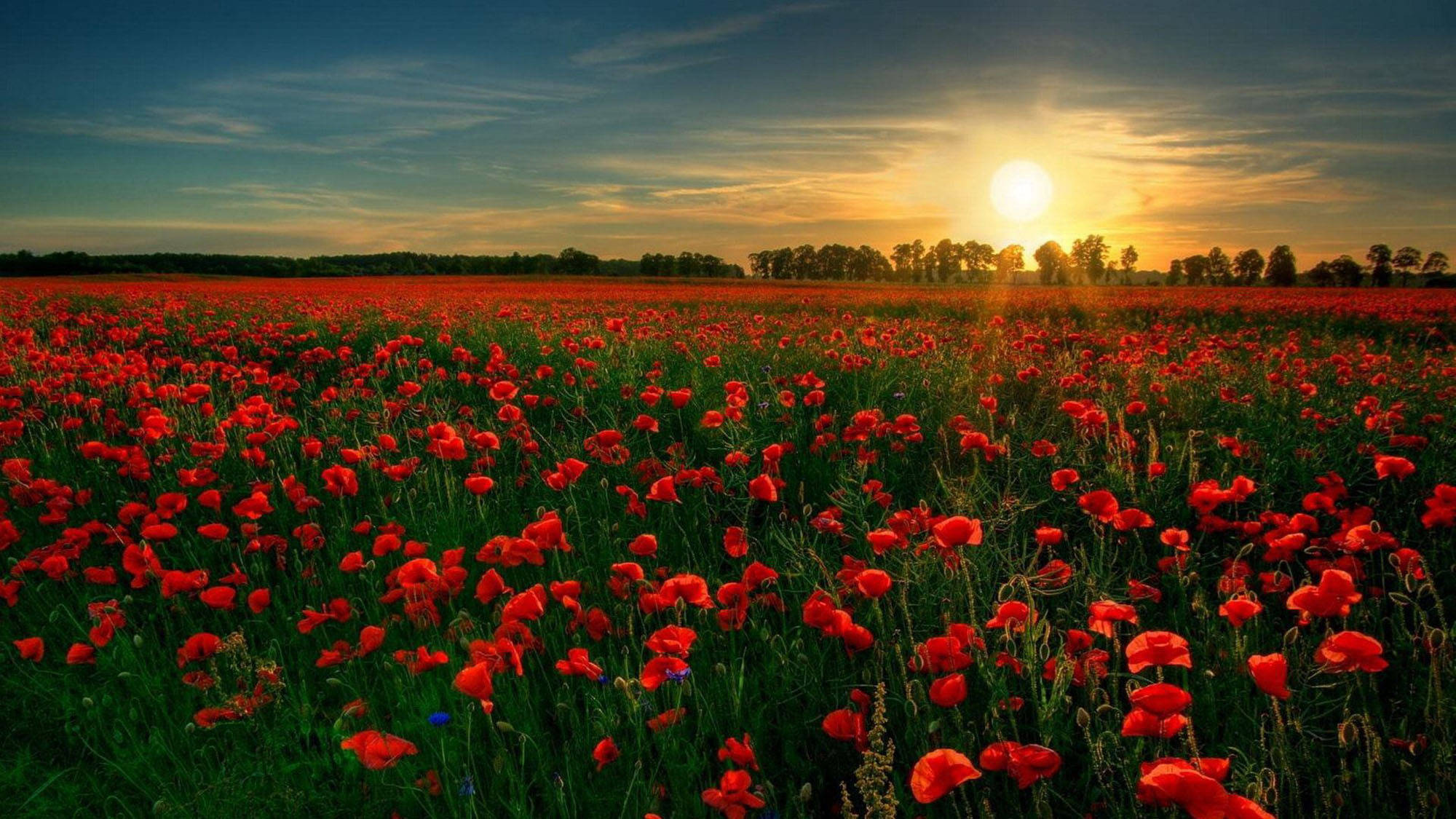 Poppy 桌布 壁紙 — 一片廣闊的鮮紅色罌粟花田在金色夕陽、溫暖光芒和柔和雲朵下搖曳。