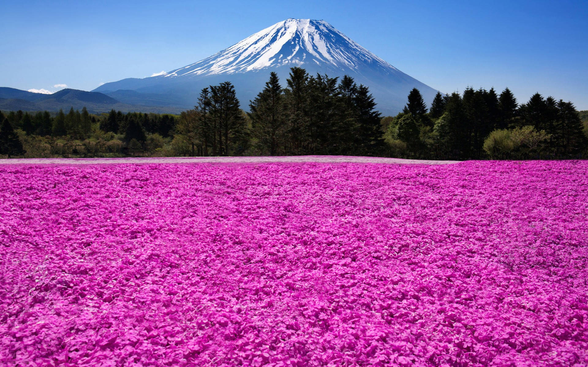 富士山 桌布 壁紙 — 一片廣闊的鮮豔粉紅色花田，在晴朗的藍天下延伸至白雪覆蓋的富士山。