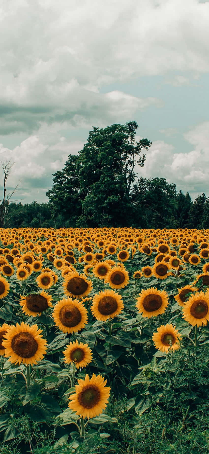 Sunflower Aesthetic iPhone 桌布 壁紙 — 一片廣闊的鮮黃色向日葵田向多雲的天空延伸，遠處有一棵孤獨的樹。