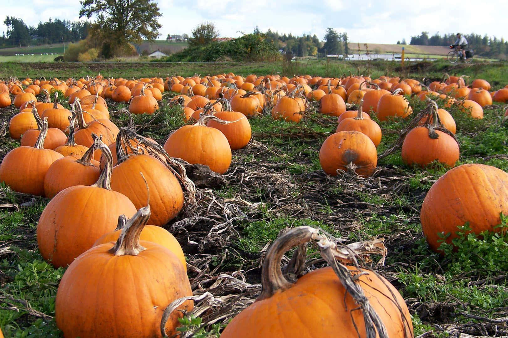 Fall Pumpkin 桌布 壁紙 — 一片成熟的橙色南瓜田在草地上蔓延開來，天空部分多雲，遠處可見一名騎自行車的人。