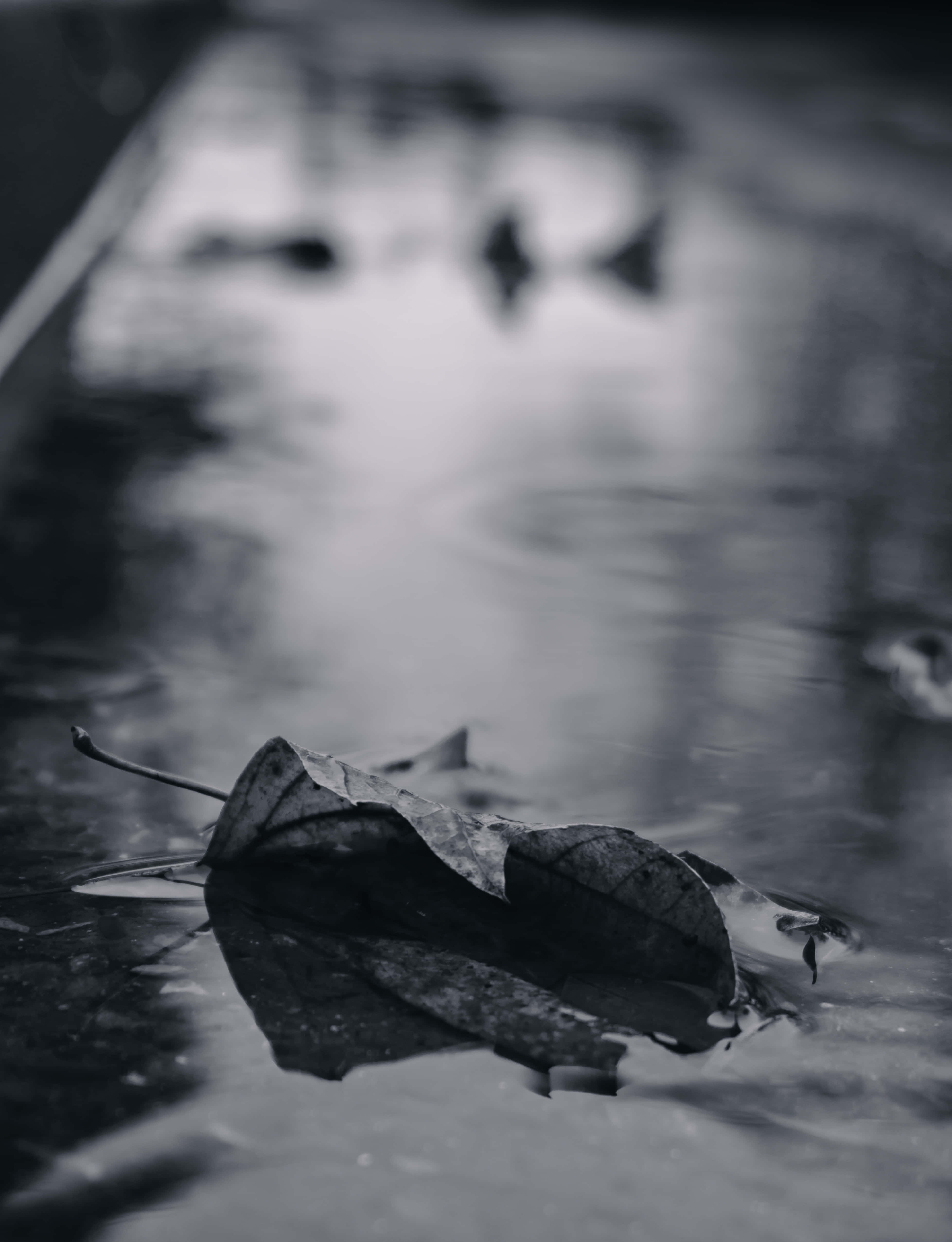 Sad Vibes 桌布 壁紙 — 一片枯萎的葉子漂浮在漣漪的水面上，帶有模糊的倒影，呈現單色場景。