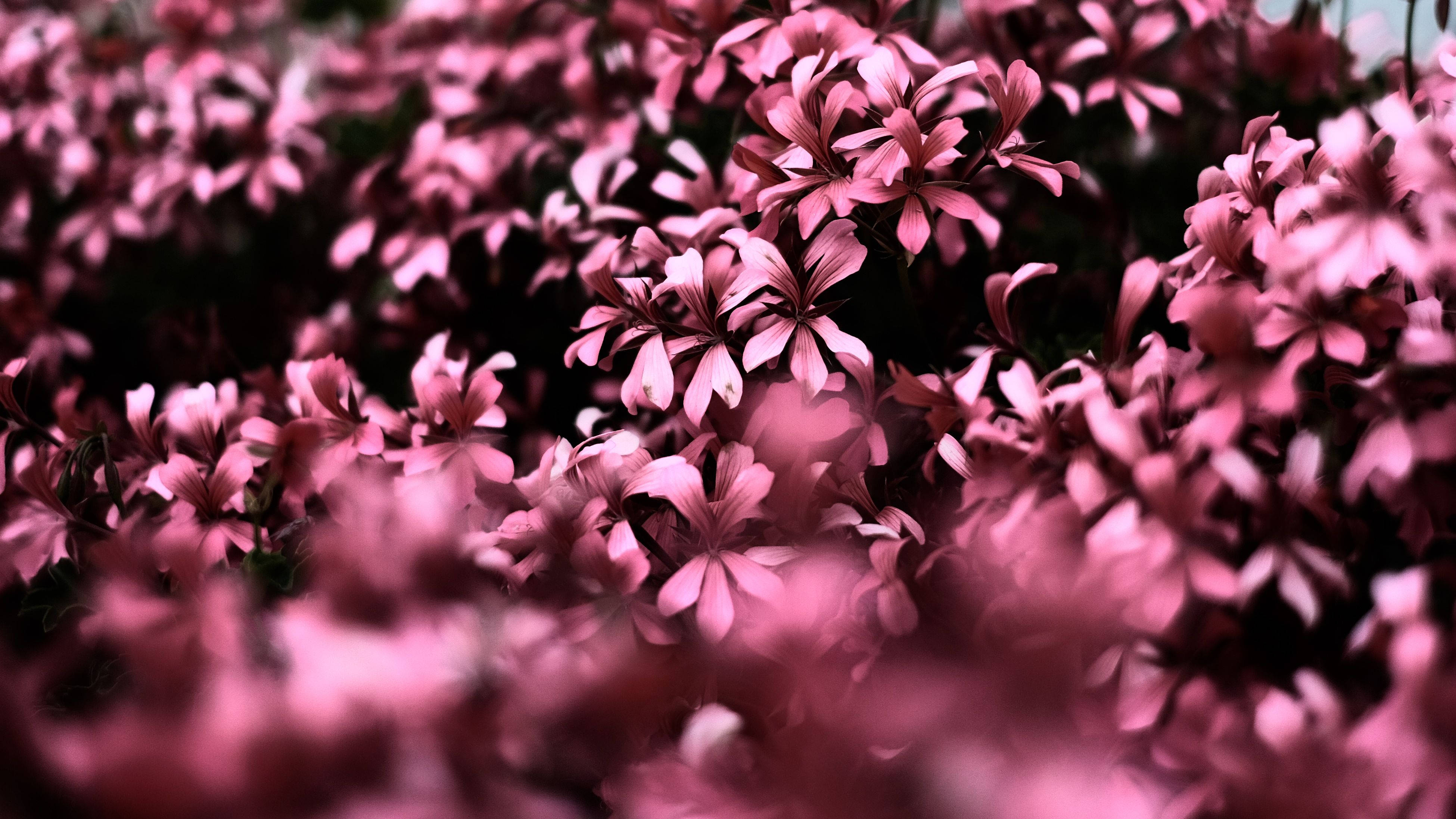 花朵 4K 桌布 壁紙 — 一片柔和焦點的鮮豔粉紅色花朵田野，前景模糊，陰影深邃，營造出夢幻的花卉紋理。