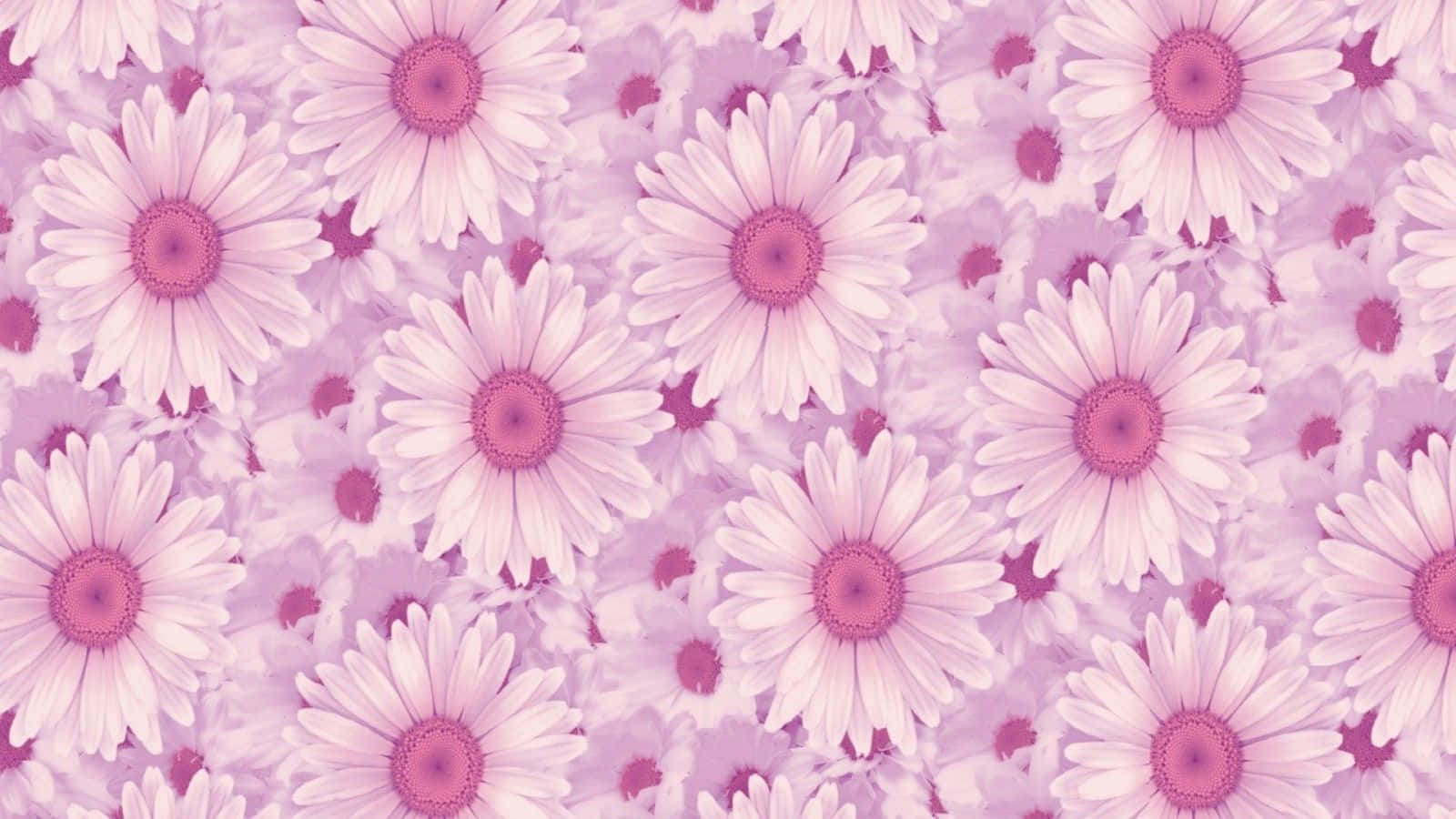 Pink Flowers Aesthetic 桌布 壁紙 — 一片柔和的粉紅色雛菊花田，白色花瓣和洋紅色花心，以無縫花卉圖案盛開。