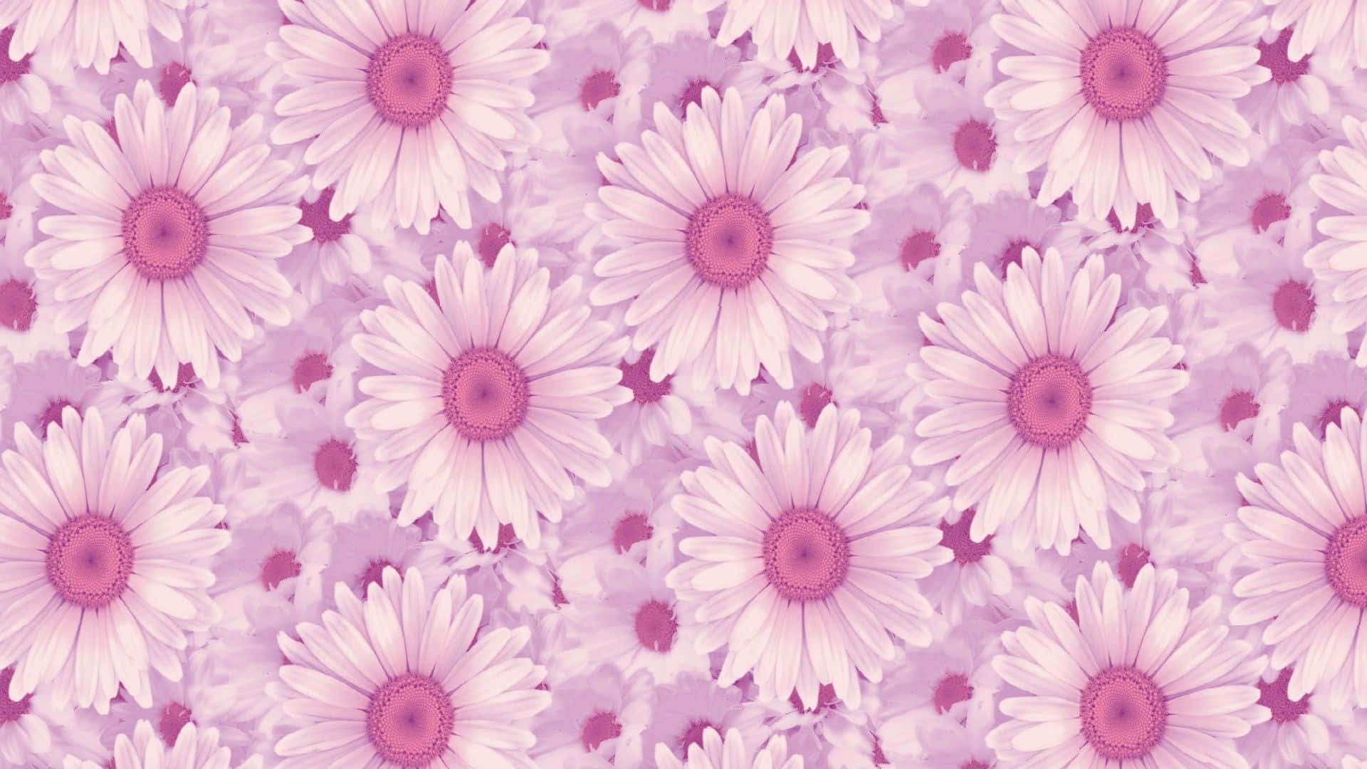 Daisy Aesthetic Computer 桌布 壁紙 — 一片柔和的紫色雛菊田，白色花瓣和粉紅色花心，以溫柔夢幻的圖案盛開。