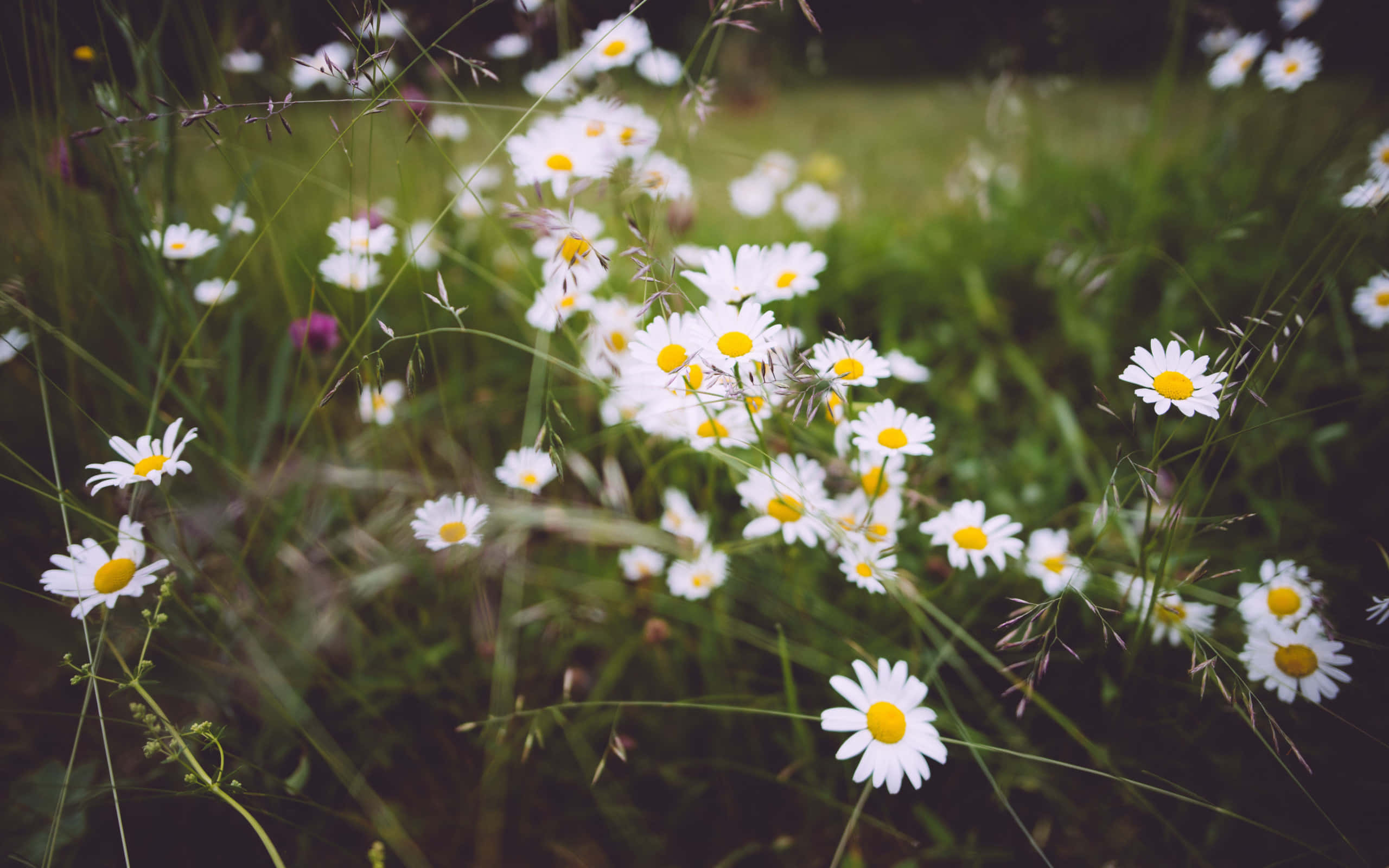 Spring Aesthetic 桌布 壁紙 — 一片柔焦的白色雛菊，帶有黃色花心，在高高的綠草中輕輕搖曳。