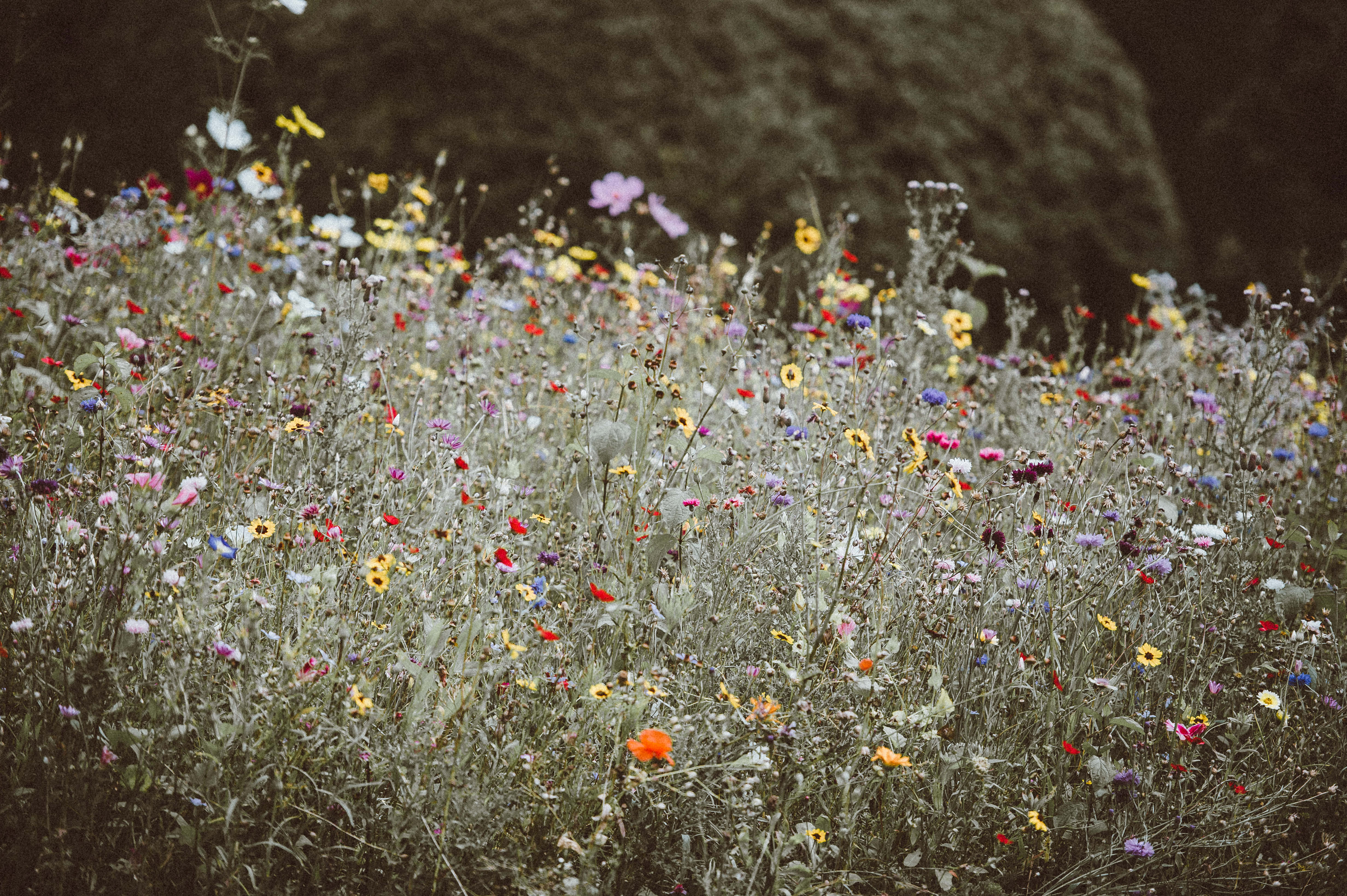 Flowers 桌布 壁紙 — 一片柔焦的鮮豔野花田，在深色苔蘚岩石背景下盛開。