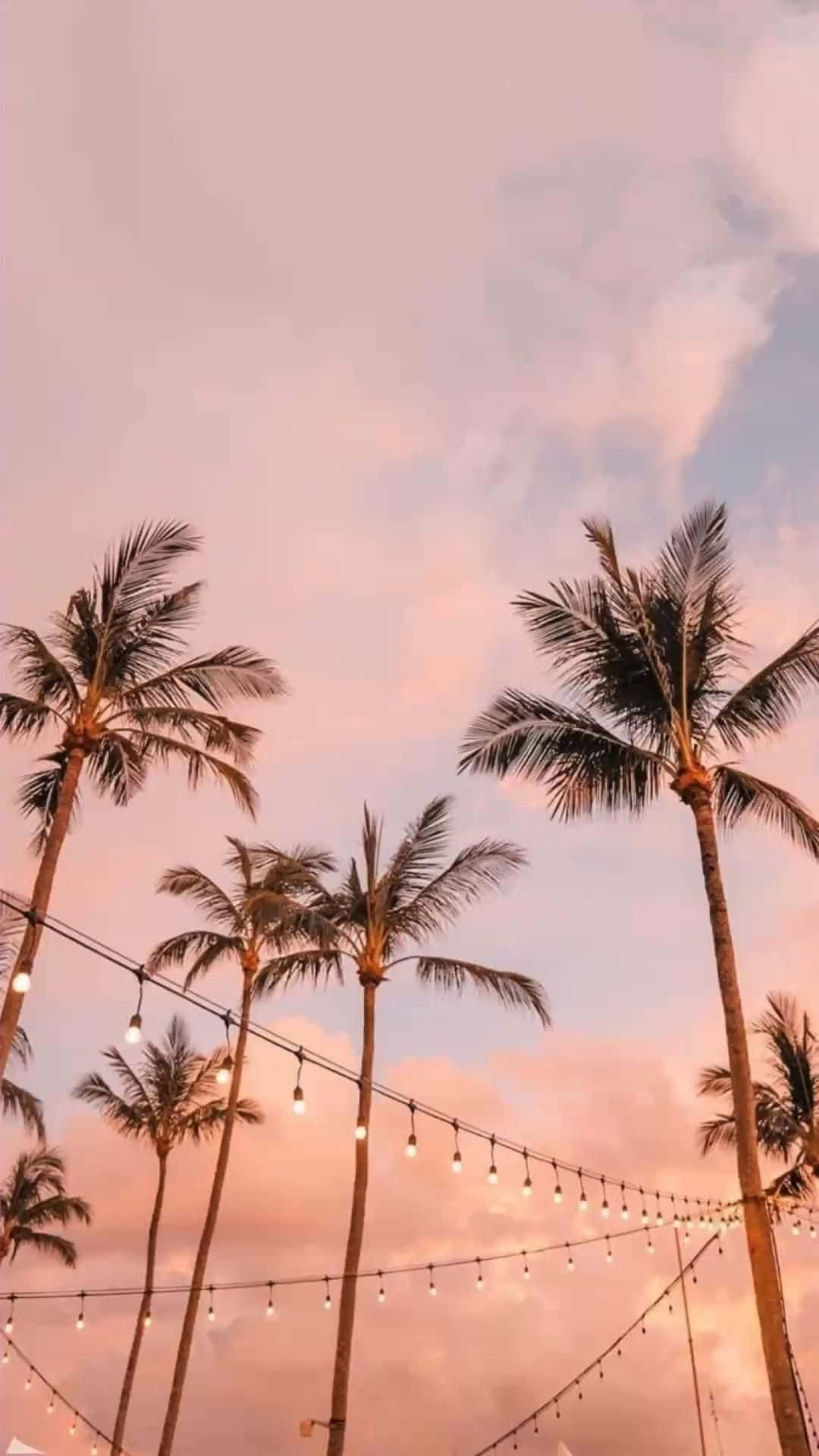 一片棕櫚樹在粉紅色天空前 壁紙