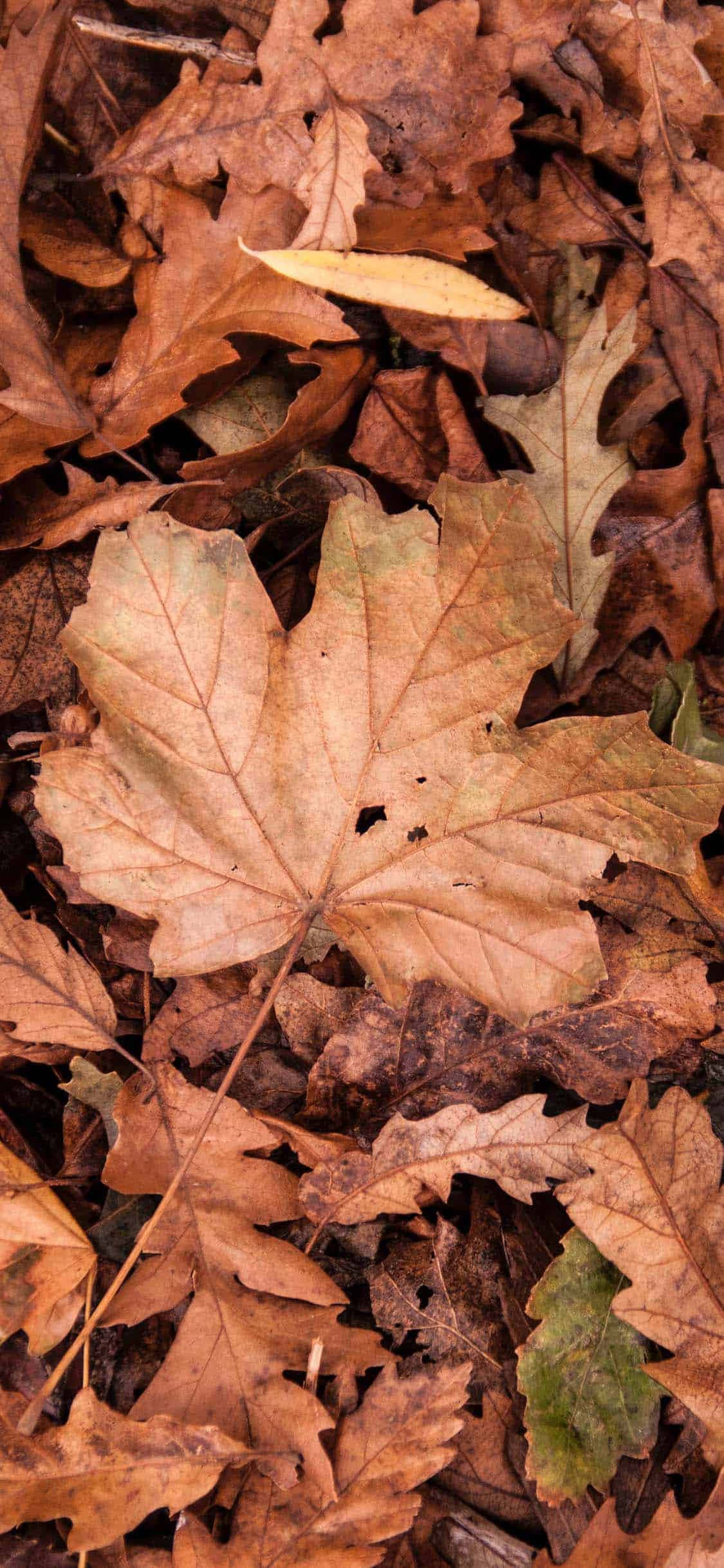 Autumn Fall 桌布 壁紙 — 一片楓葉特寫，躺在乾燥的棕色和橙色秋葉床上。