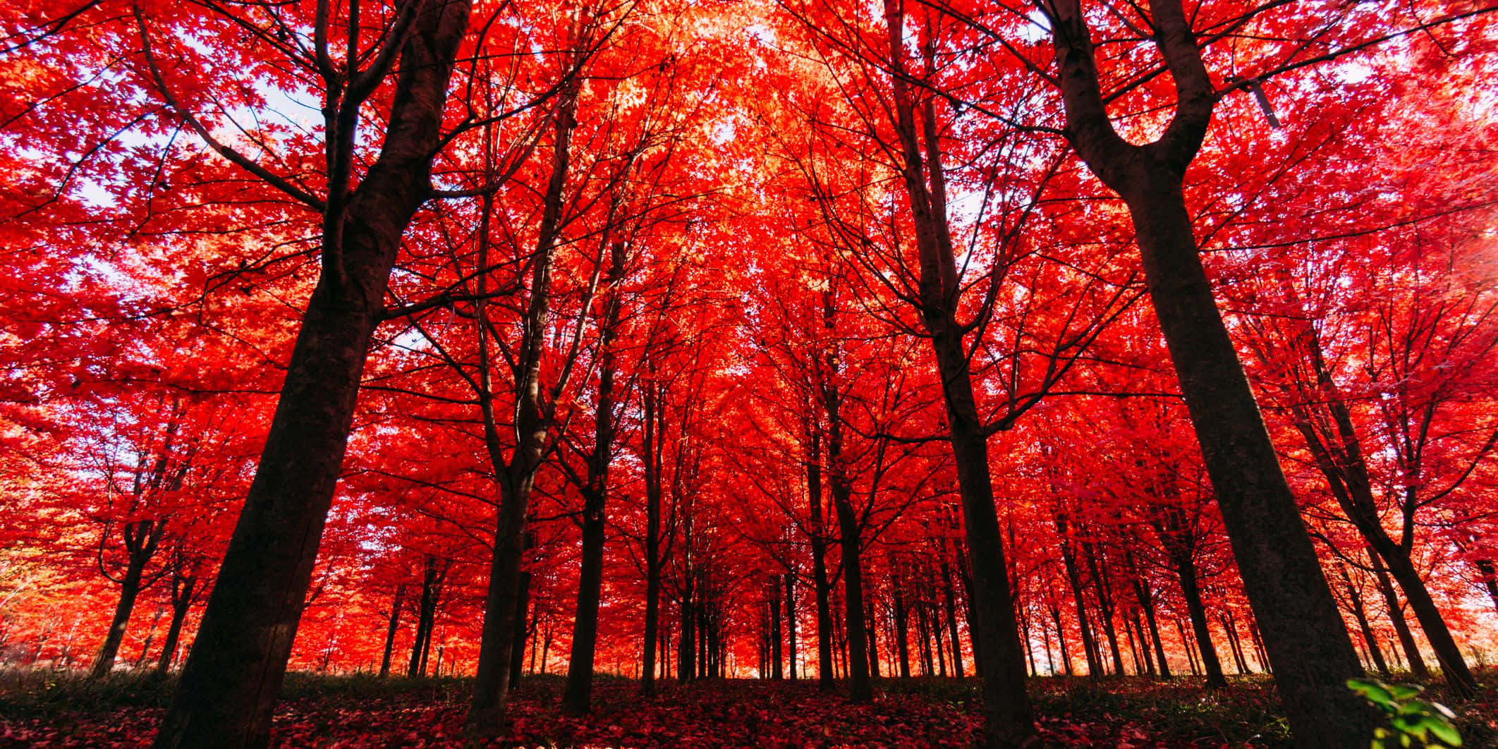 紅色動圖 桌布 壁紙 — 一片樹林，樹木長著火紅色的葉子，在頭頂上形成拱形，在蒼白的天空下營造出戲劇性的樹冠。