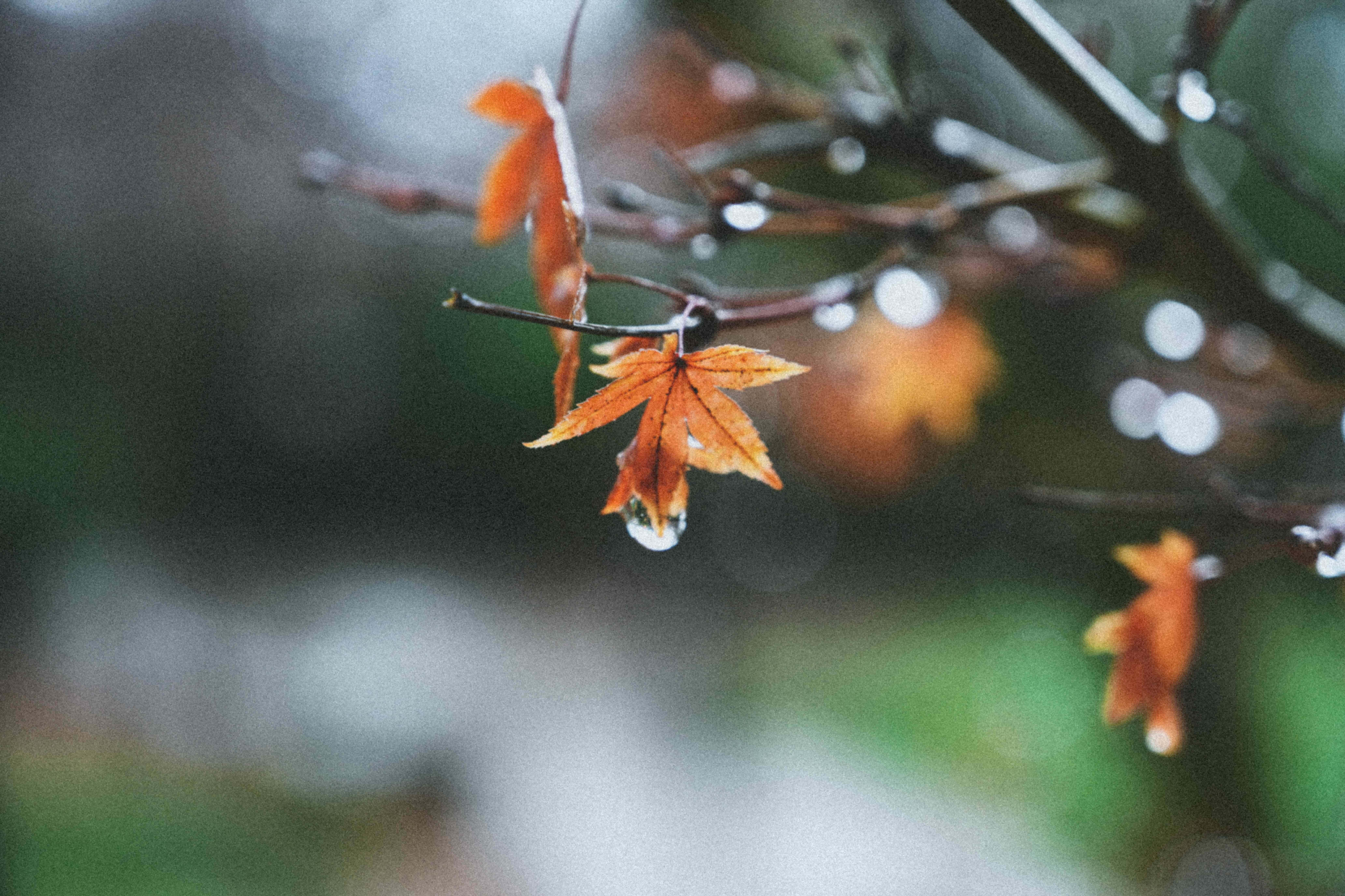 Fall Rain 桌布 壁紙 — 一片橙色楓葉從葉尖滴下水珠，背景是柔和模糊的綠色和灰色。