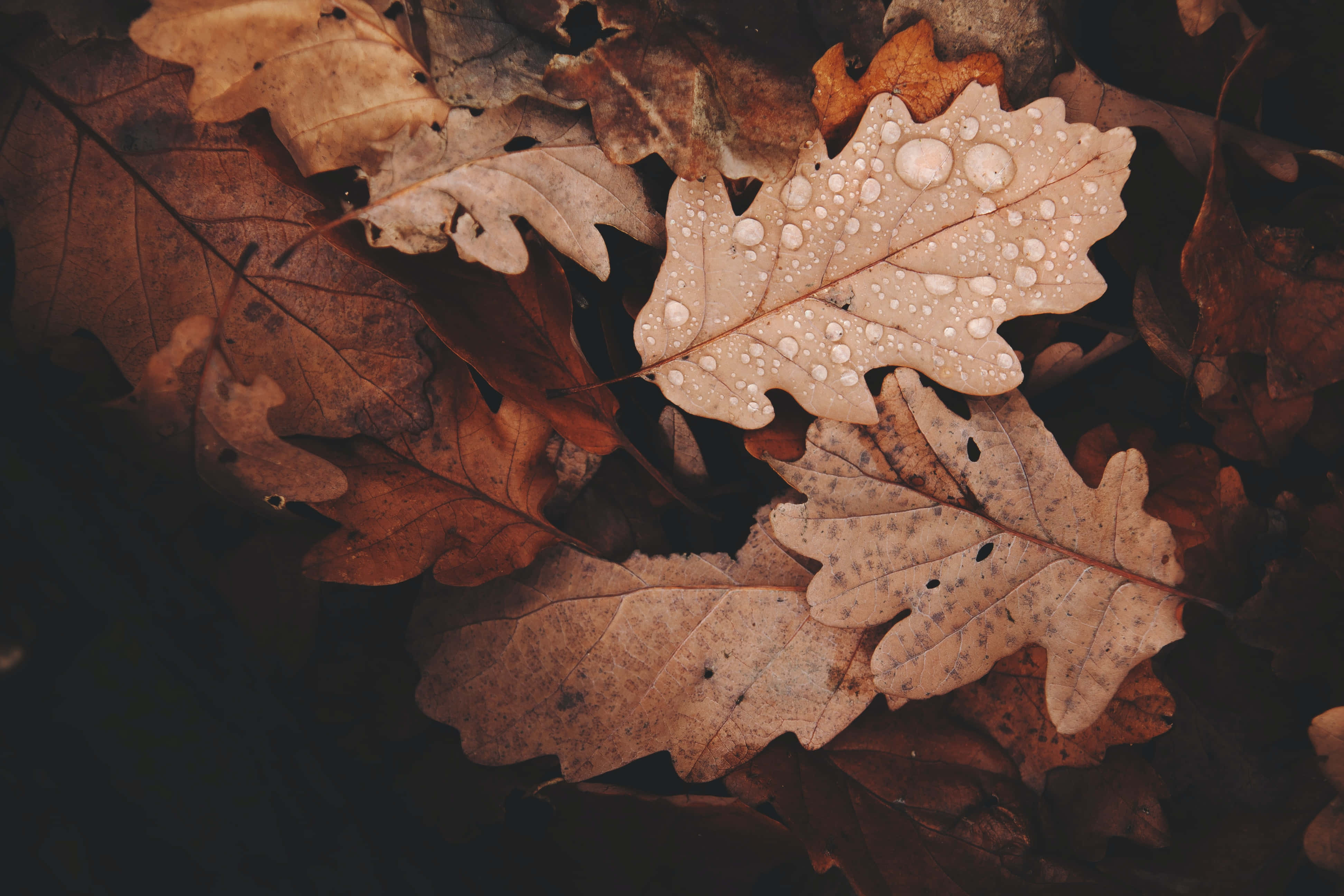 Fall Rain 桌布 壁紙 — 一片橡樹葉的特寫，上面有露珠，躺在落葉堆上。