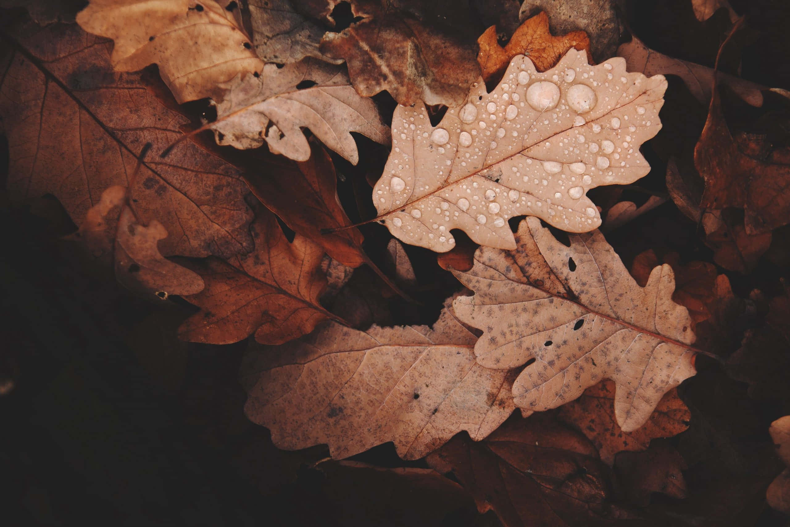 Fall Aesthetic Macbook 桌布 壁紙 — 一片橡樹葉的特寫，葉上有露珠，躺在乾燥的秋葉堆上。
