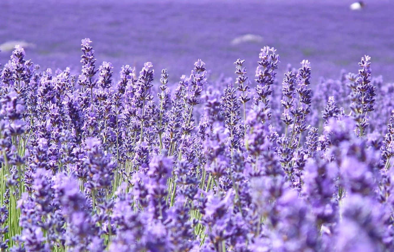 Flower Field 桌布 壁紙 — 一片沐浴在陽光下的薰衣草花田，帶著柔和的紫色色調和綠色莖稈，綿延至遠方。