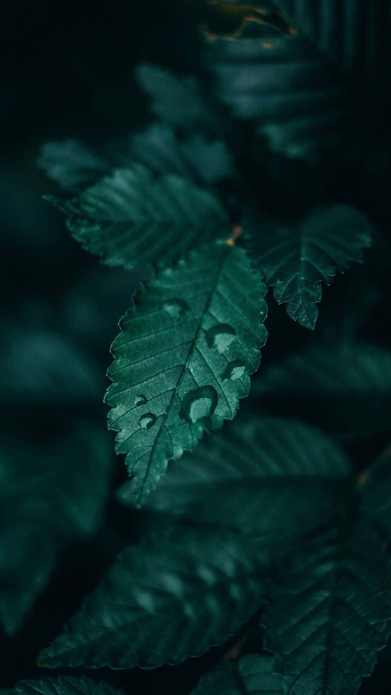 綠色美學 桌布 壁紙 — 一片沾滿露水的葉子特寫，在黑暗模糊的森林背景下散發出深翠綠色的光芒。