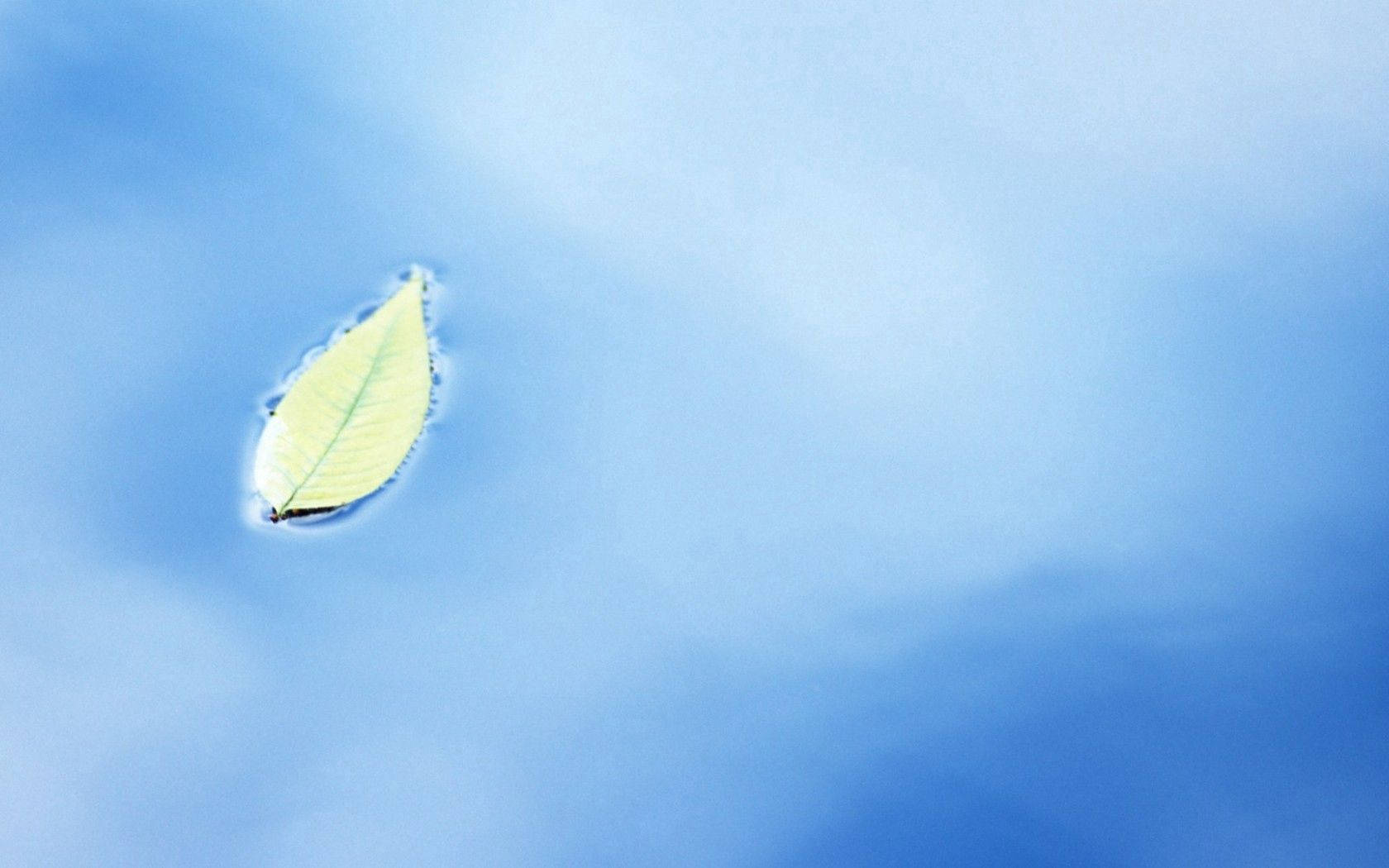 葉子 桌布 壁紙 — 一片淡綠色葉子在柔和日光下靜靜地漂浮在平靜的藍色水面上。