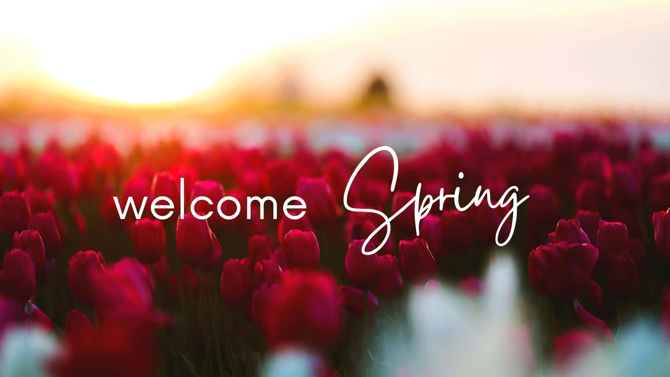 Spring Aesthetic 桌布 壁紙 — 一片深紅色鬱金香田沐浴在溫暖的金色日落光中，帶有「歡迎春天」文字疊加。