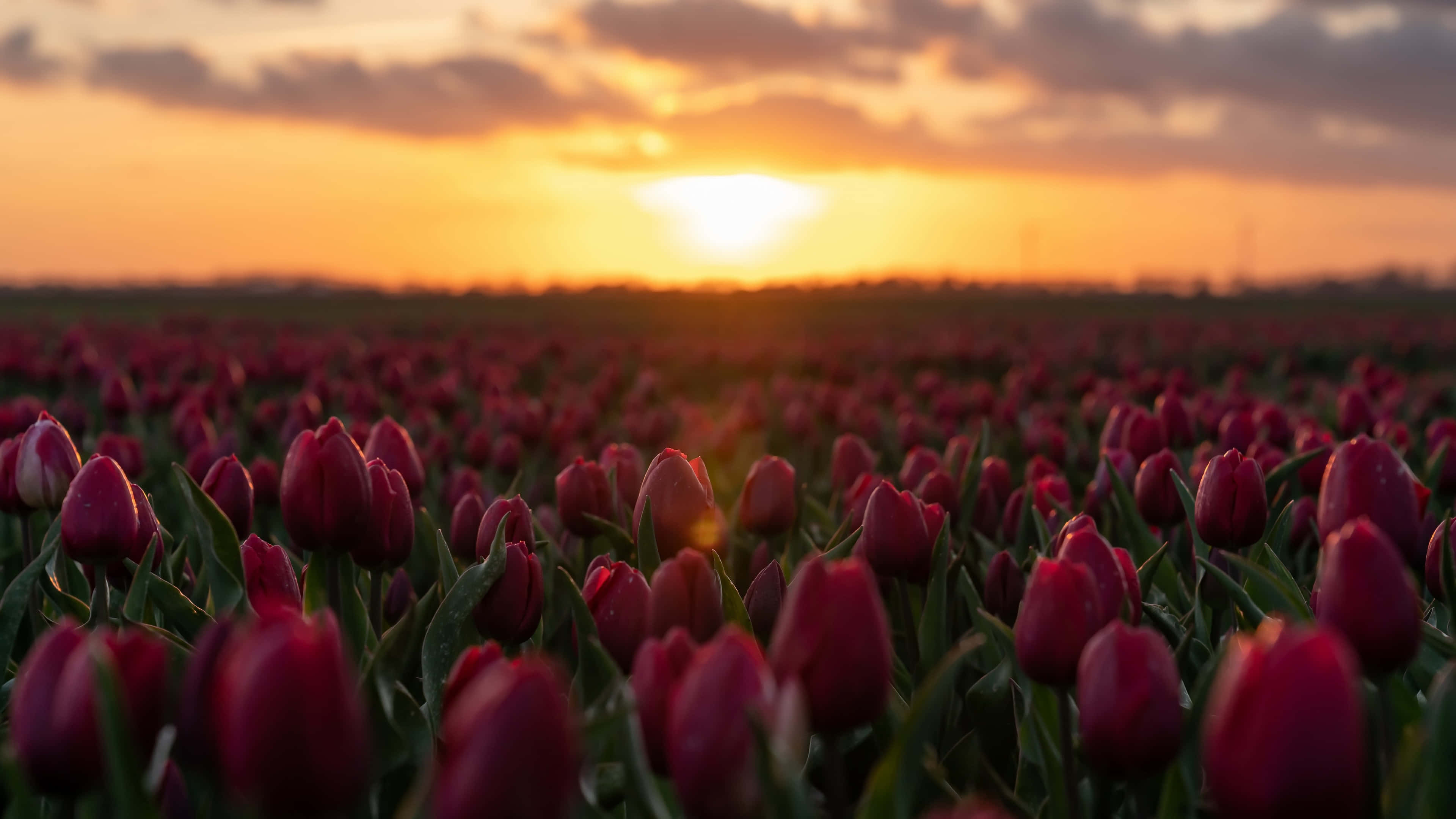 Tulip Field 桌布 壁紙 — 一片深紅色鬱金香田沐浴在金色夕陽光中，上方有柔軟的雲朵。