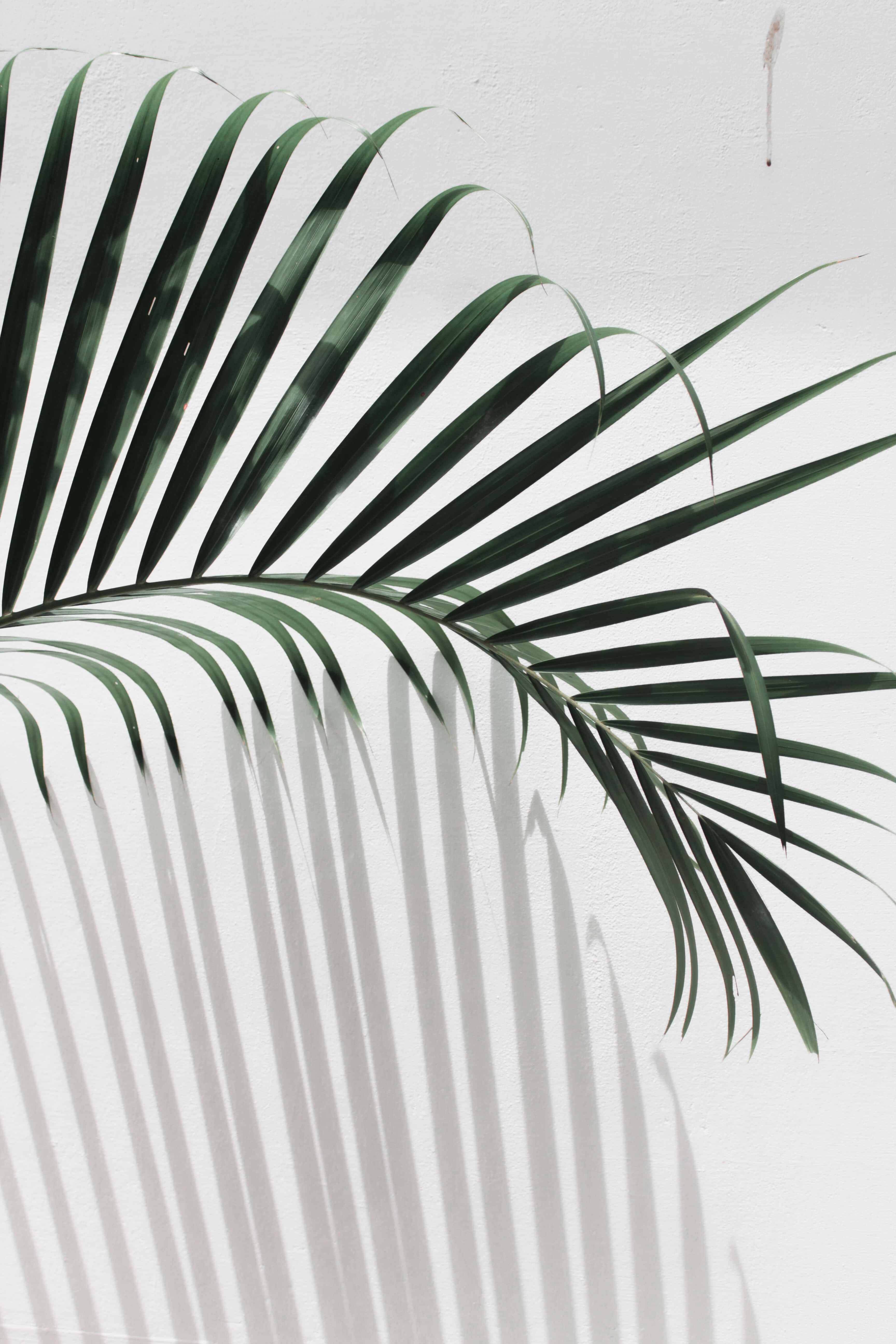 Palm Leaves 桌布 壁紙 — 一片深綠色棕櫚葉在明亮的白色紋理牆上投射出銳利的線性陰影。