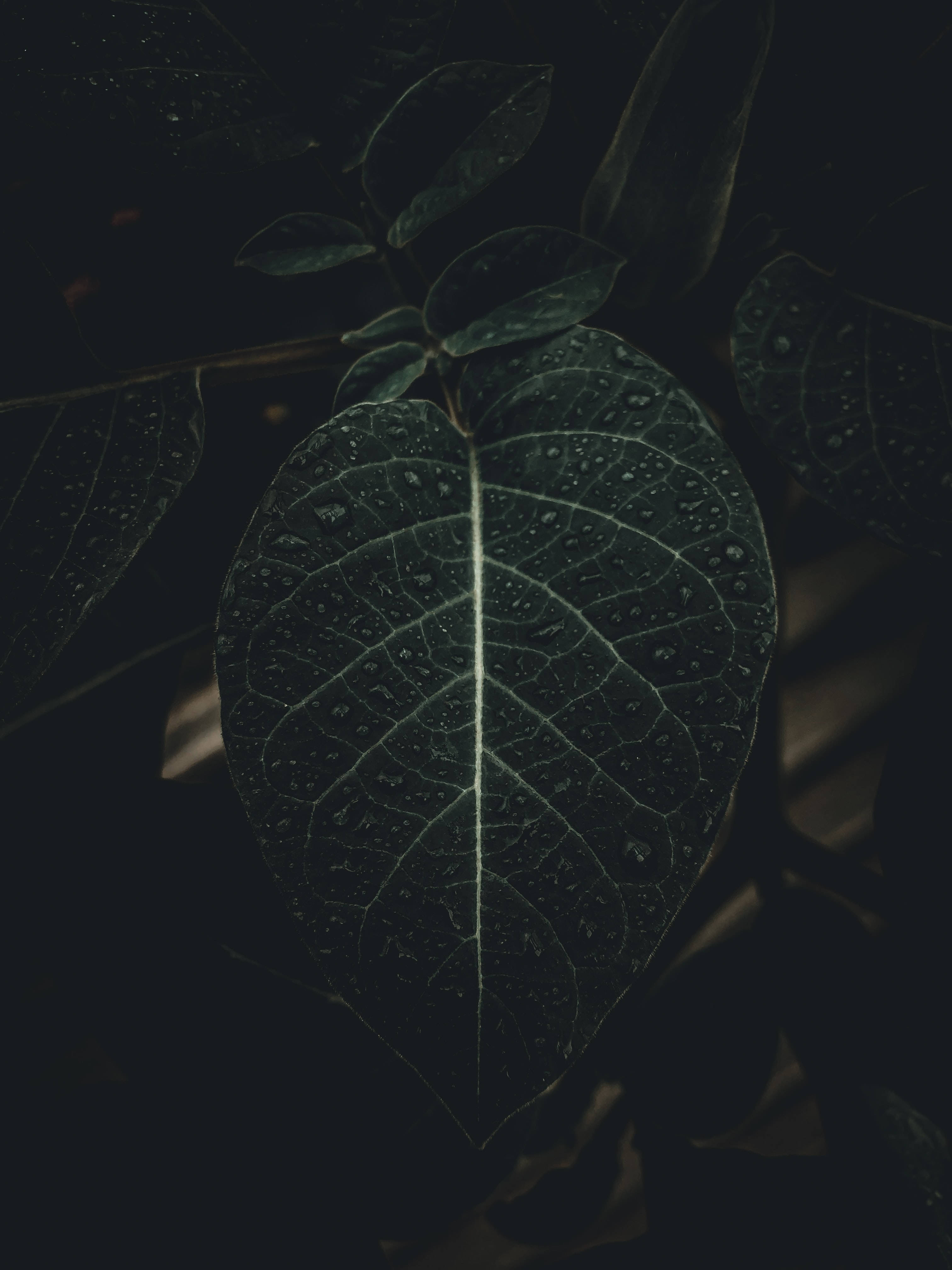 黑色 iPhone 桌布 桌布 壁紙 — 一片深綠色葉子，帶有複雜的葉脈和露珠，在黑色背景上柔和發光。