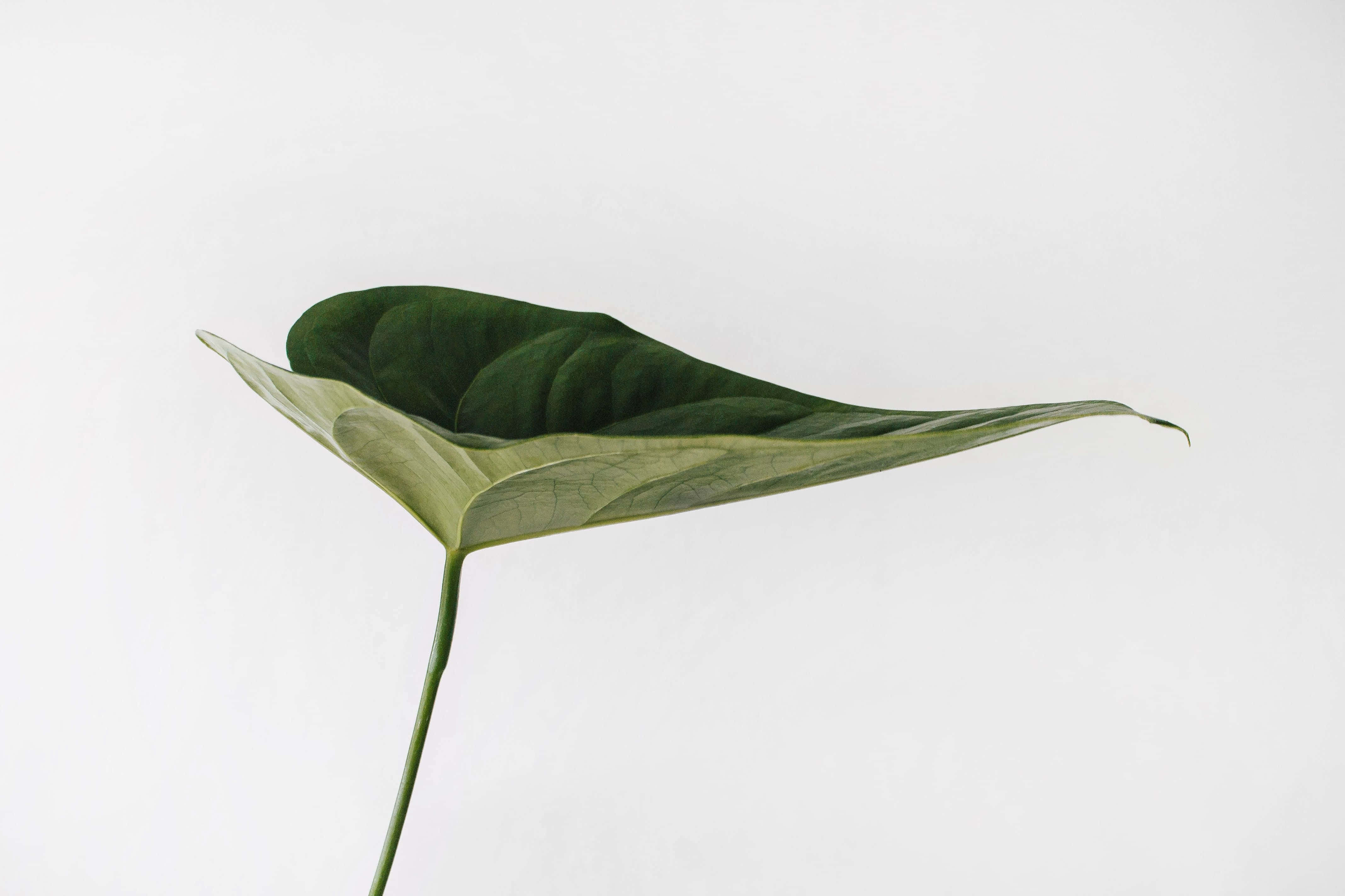 leafy 桌布 壁紙 — 一片深綠色葉子，葉脈清晰可見，在純白背景上優雅地伸展。