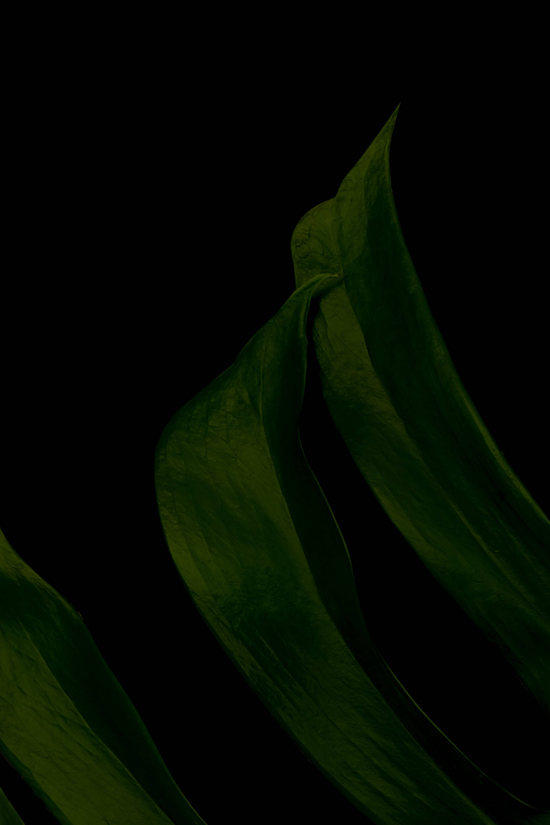 black aesthetic tumblr iPhone 桌布 壁紙 — 一片深綠色葉子優雅地彎曲在純黑色背景上，由柔和的方向性光線照亮。