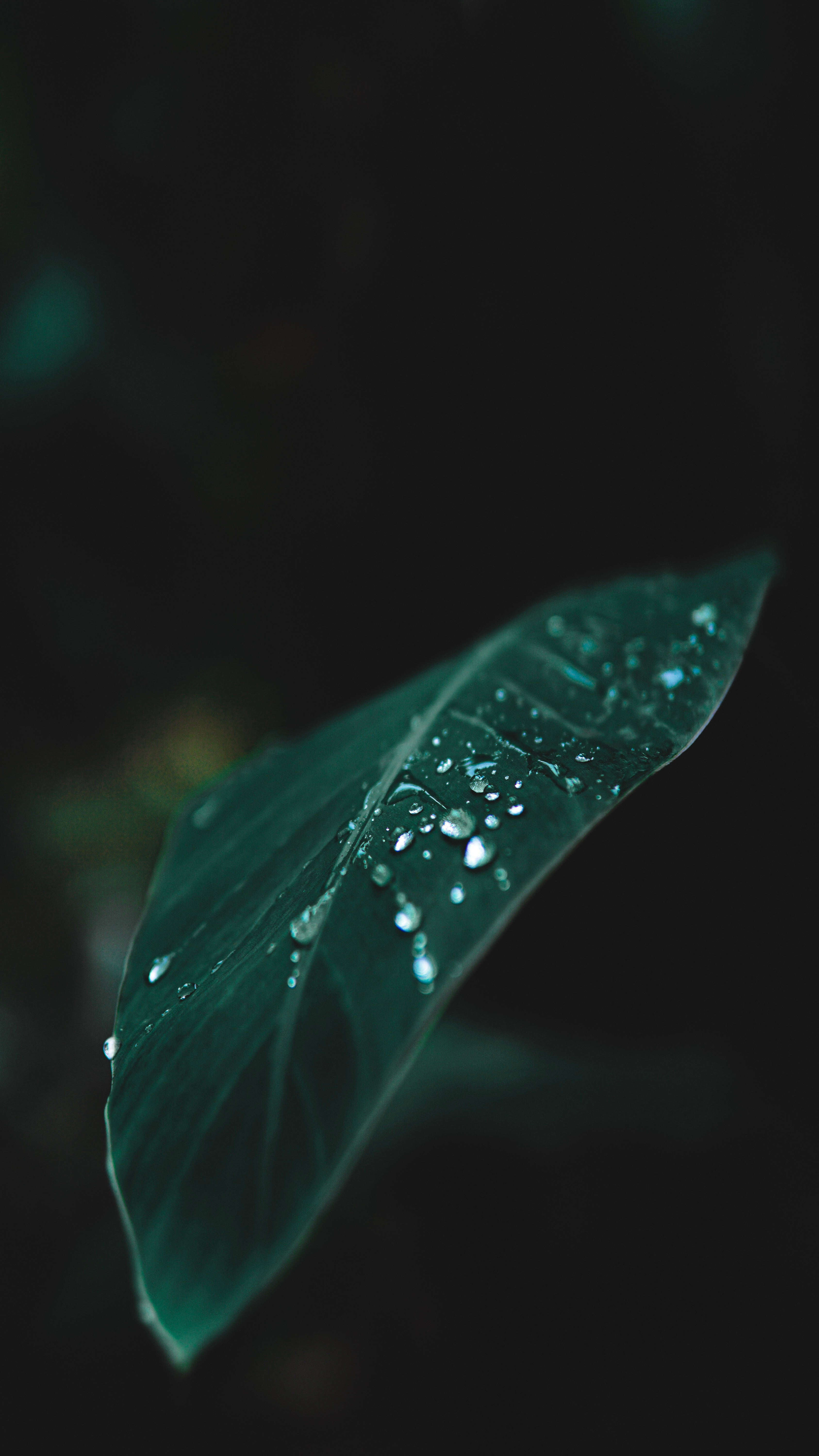 香蕉葉 桌布 壁紙 — 一片深綠色葉子在黑色背景上閃爍著露珠，營造出憂鬱的特寫鏡頭。