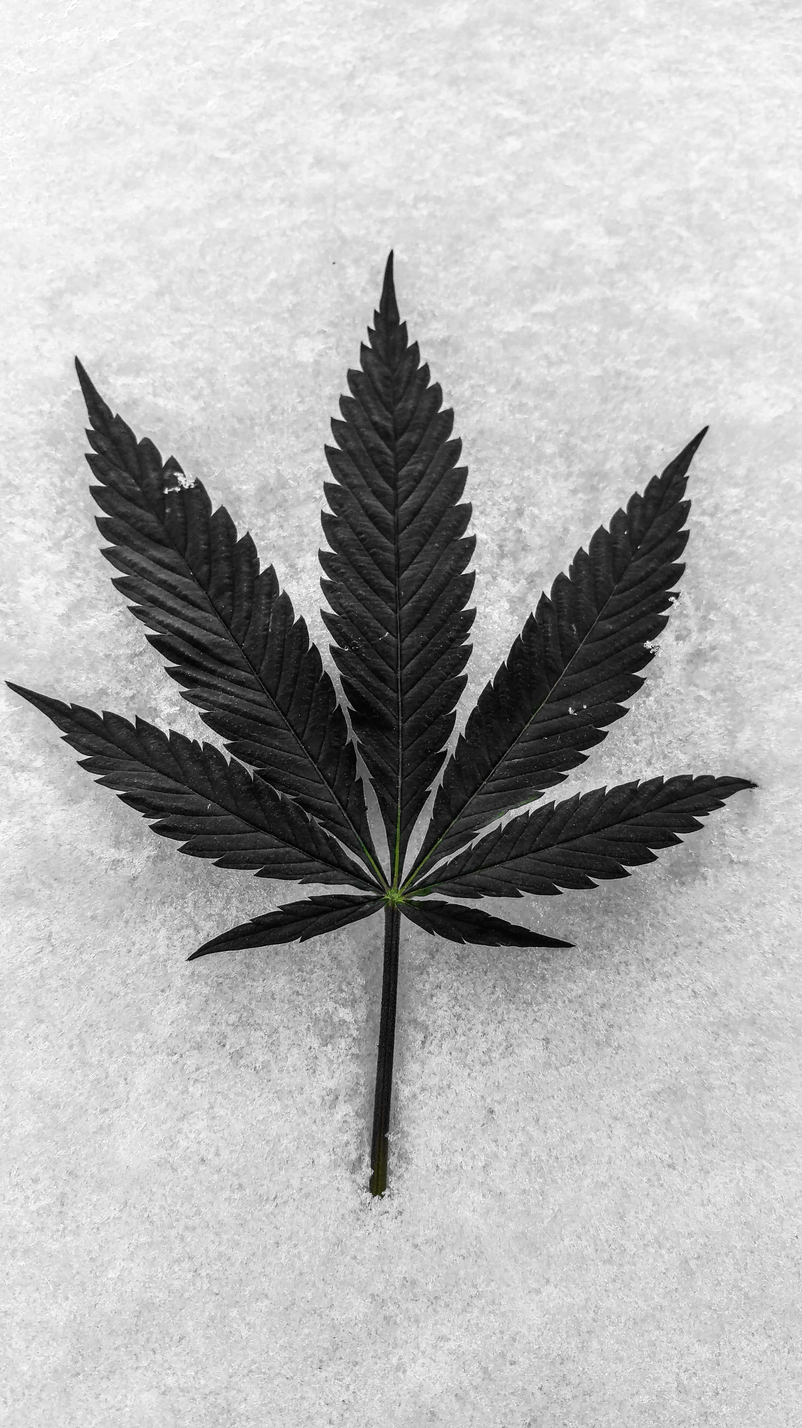 葉子 桌布 壁紙 — 一片清晰的黑大麻葉子居中放置在紋理白色雪地上，形成高對比。