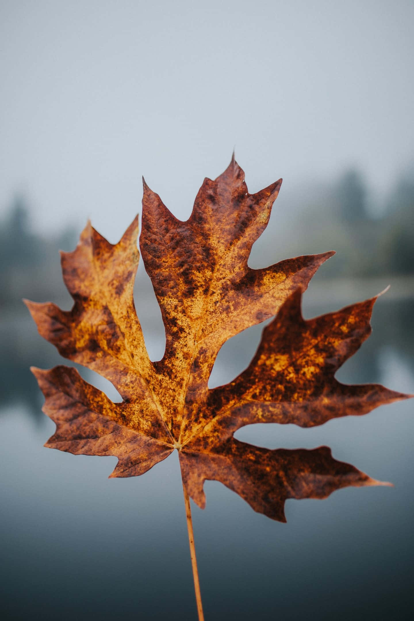 Fall 桌布 壁紙 — 一片清脆的秋季楓葉，帶有豐富的橙色和棕色色調，漂浮在霧氣朦朧的湖面上。