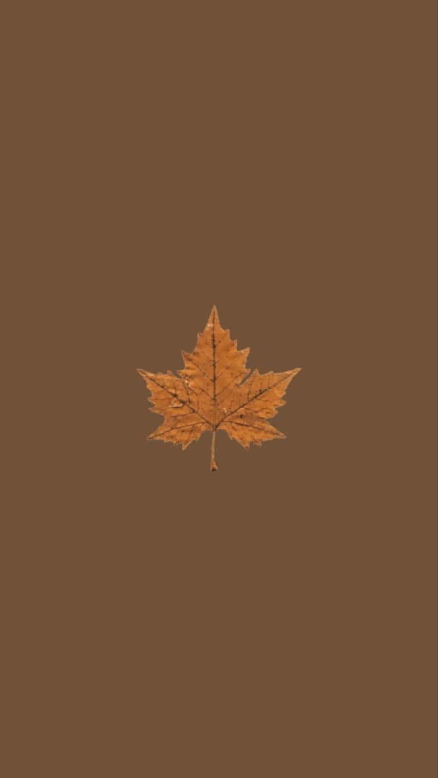 Maple Leaf 桌布 壁紙 — 一片清脆的秋楓葉居中放置在純色暖棕色背景上。