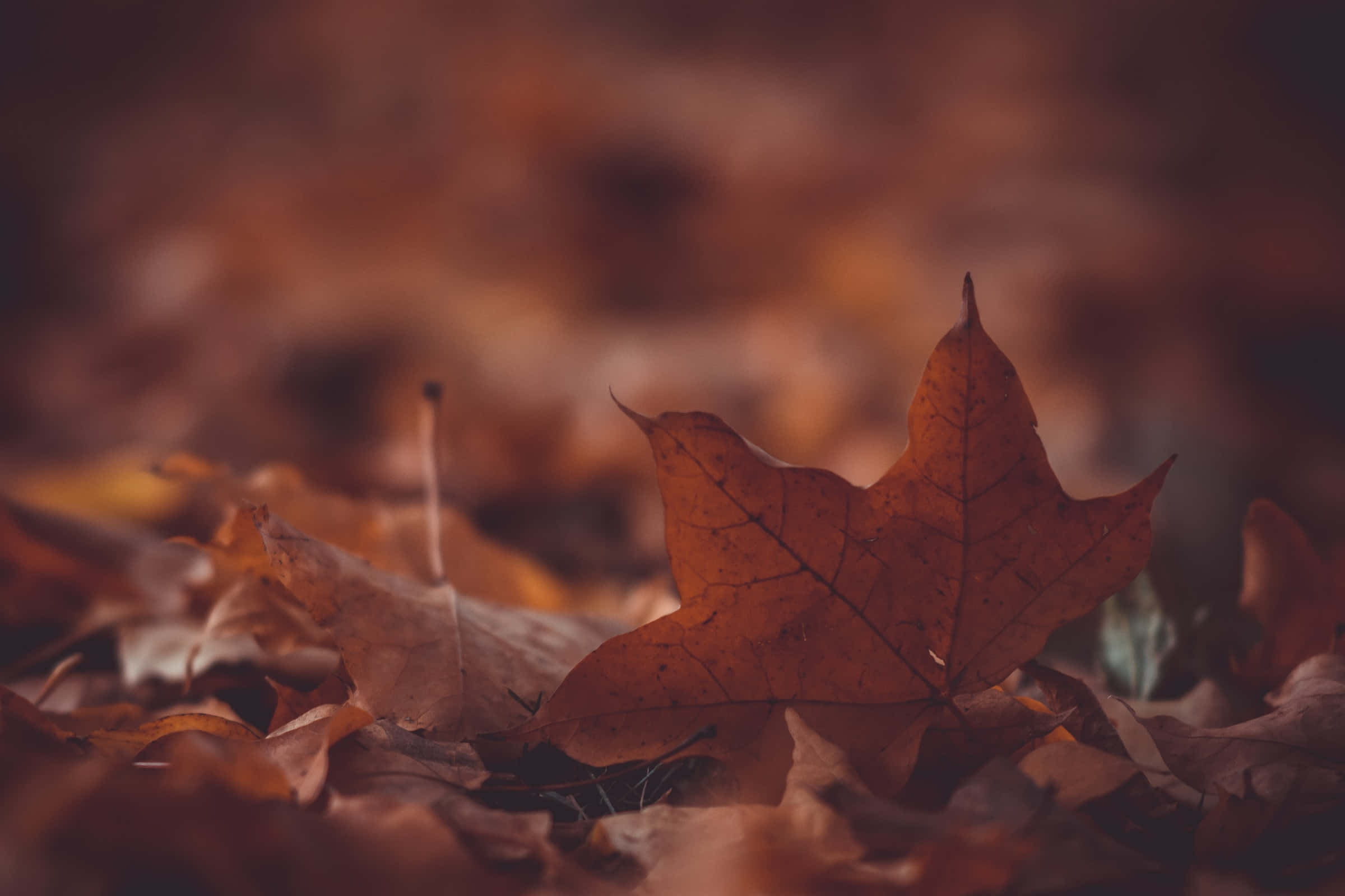 Autumnal Equinox 桌布 壁紙 — 一片清脆的秋楓葉躺在溫暖大地色調的落葉堆上。