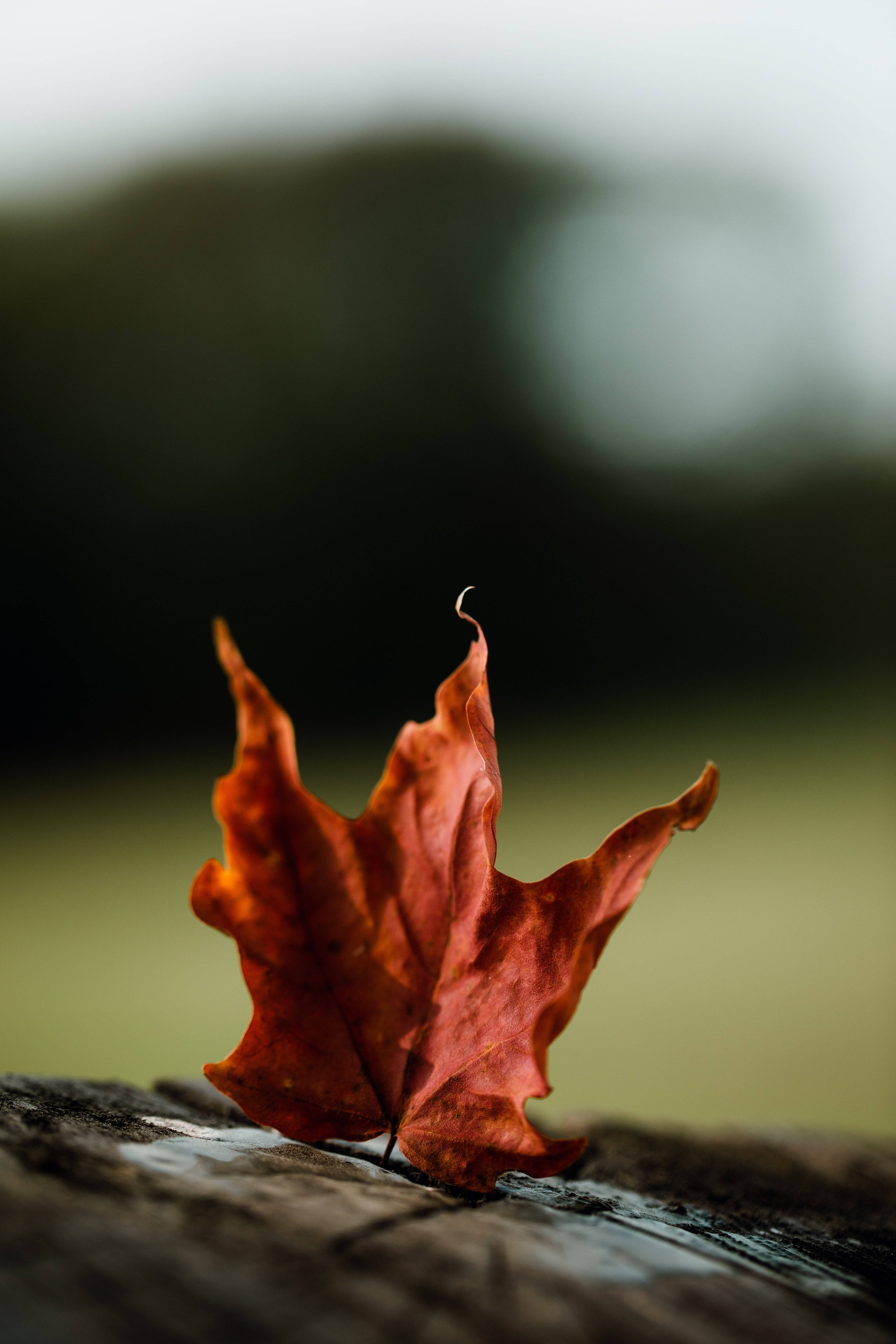 Leaves 桌布 壁紙 — 一片清脆的紅楓葉落在經風化的木頭上，背景是柔和模糊的秋景。