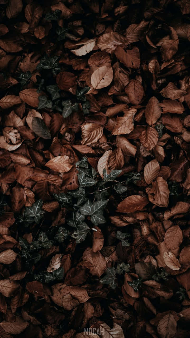 Autumn Leaf 桌布 壁紙 — 一片濃密的棕色落葉地毯，深綠色常春藤在陰鬱的秋日森林地面中探出頭來。