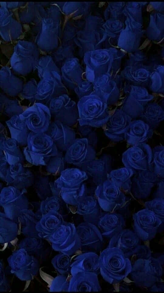 Rose Flower 桌布 壁紙 — 一片濃密的深藍色玫瑰，天鵝絨般的花瓣和深色陰影營造出憂鬱而奢華的花卉紋理。