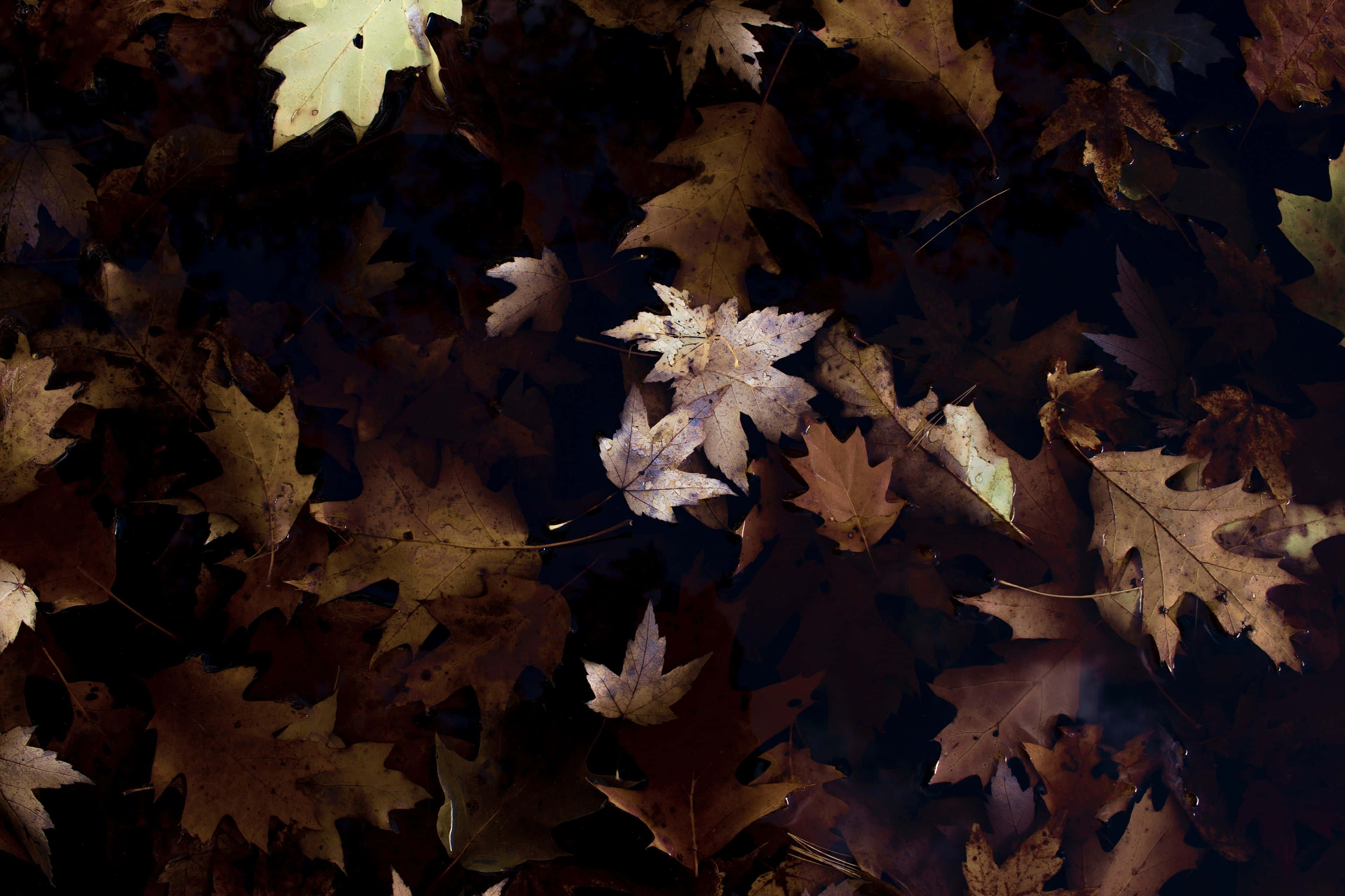 Brown Autumn 桌布 壁紙 — 一片濃密的秋季楓葉地毯，呈現豐富的棕色和黃色，鋪在深色水面上，一片蒼白的葉子在中心柔和地發光。