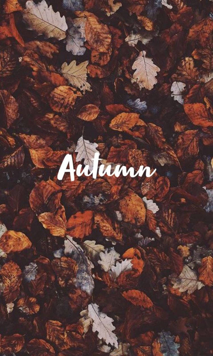 Autumn Season 桌布 壁紙 — 一片濃密的秋葉地毯，呈現豐富的橙色、棕色和白色，並以白色草書寫著「秋天」一詞。