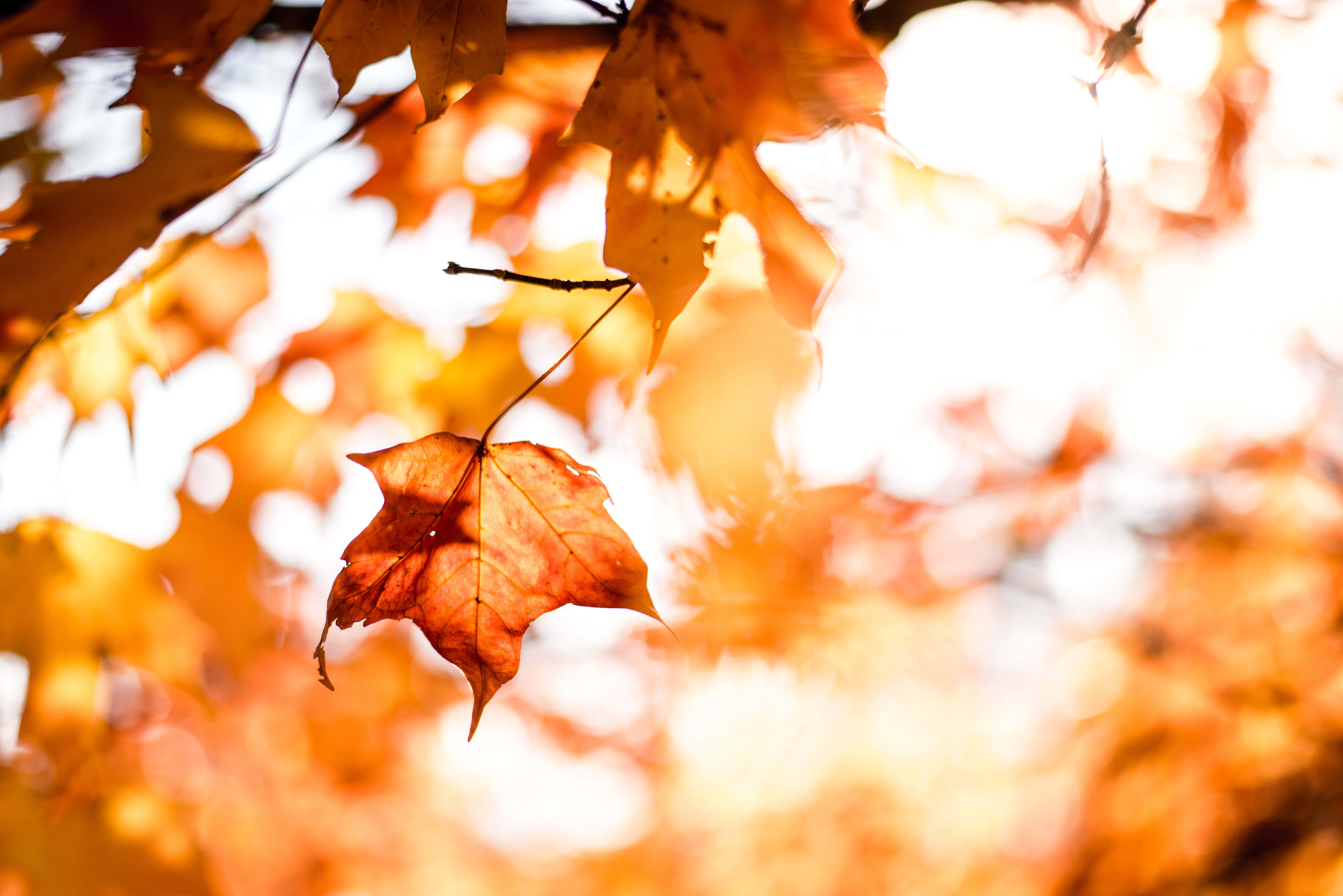 Autumn Foliage 桌布 壁紙 — 一片琥珀色的楓葉在柔和的焦點中懸掛在閃爍的金色秋日背景下。