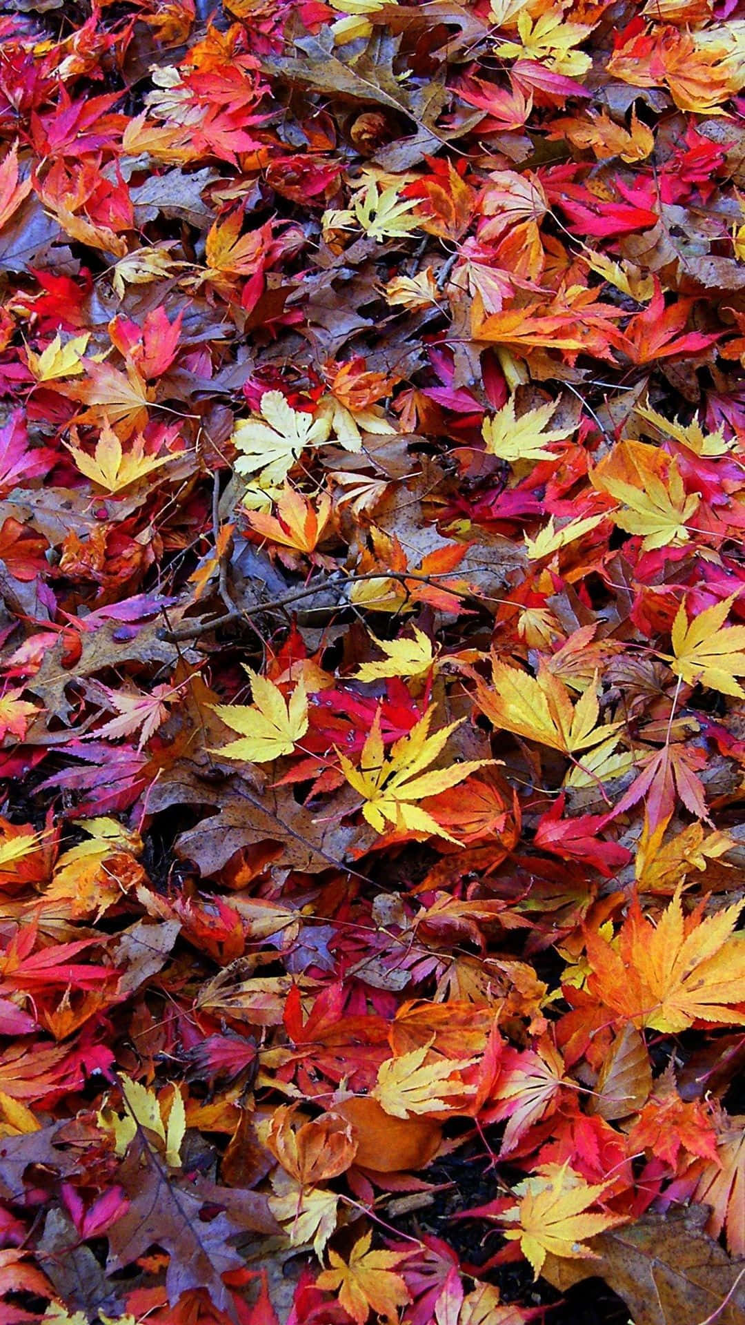 Beautiful Fall iPhone 桌布 壁紙 — 一片由火紅、橙黃色楓葉組成的鮮豔地毯覆蓋著秋天的地面。