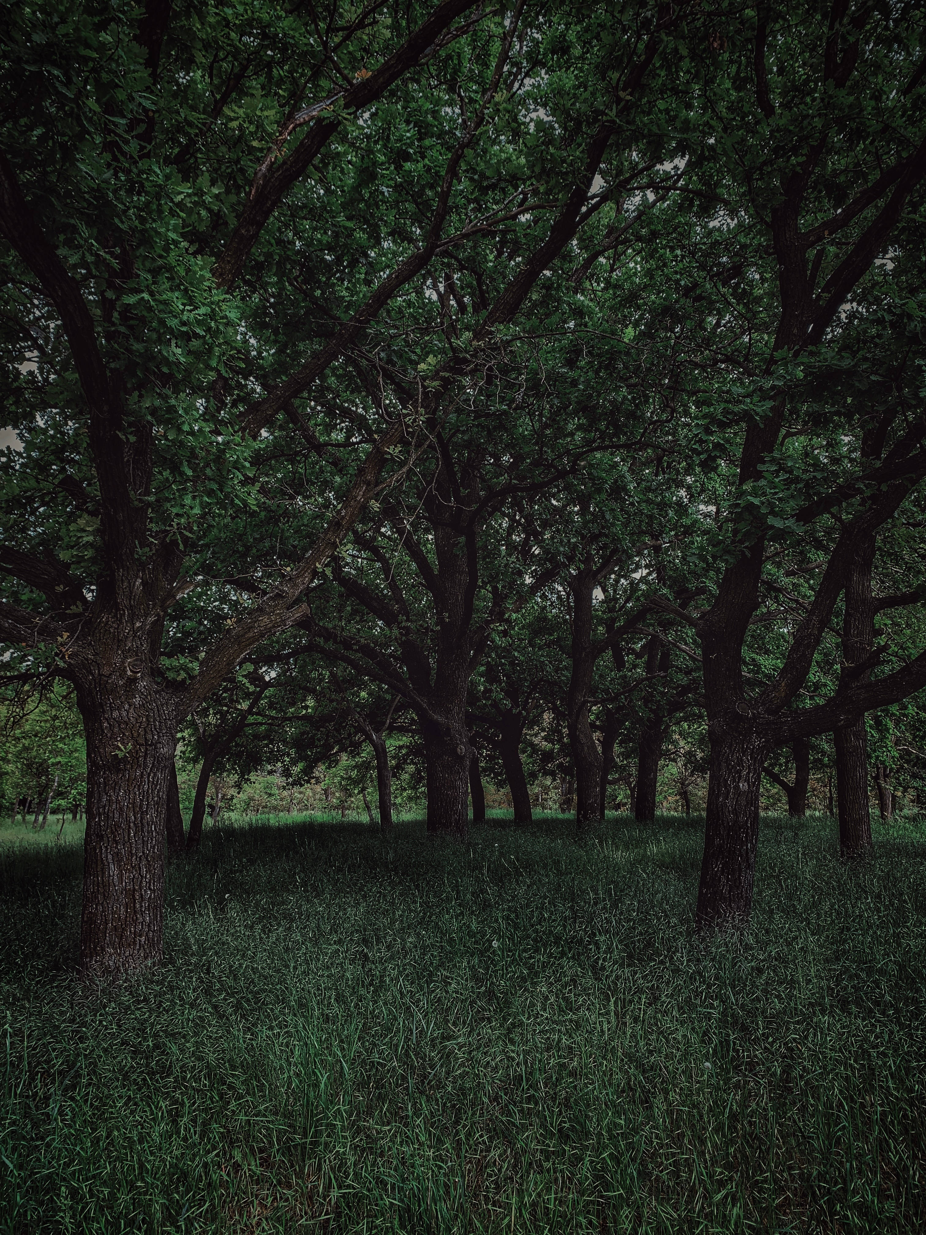 Dark Forest iPhone 桌布 壁紙 — 一片由高大樹木組成的茂密森林，樹幹深色，綠葉茂盛，在陰暗的草地上方形成樹冠。