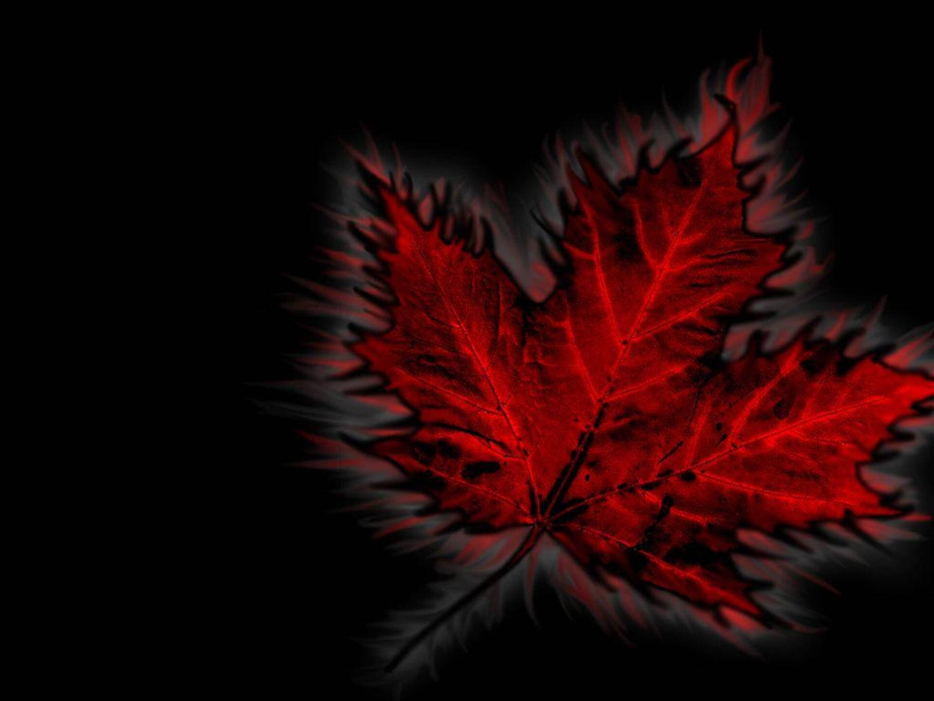 Canada Day 桌布 壁紙 — 一片發光的紅色楓葉，帶有複雜的葉脈和火紅的邊緣，在純黑色背景上散發光芒。