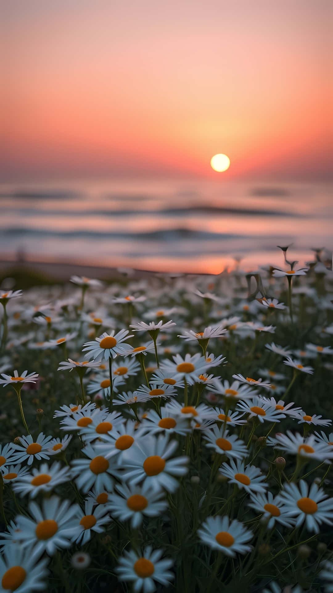 Daisy Flower Field at Golden Sunset 壁紙 — 一片白色雛菊帶黃色花心在前景盛開，柔和的粉橙色日落映照在平靜的海浪上。