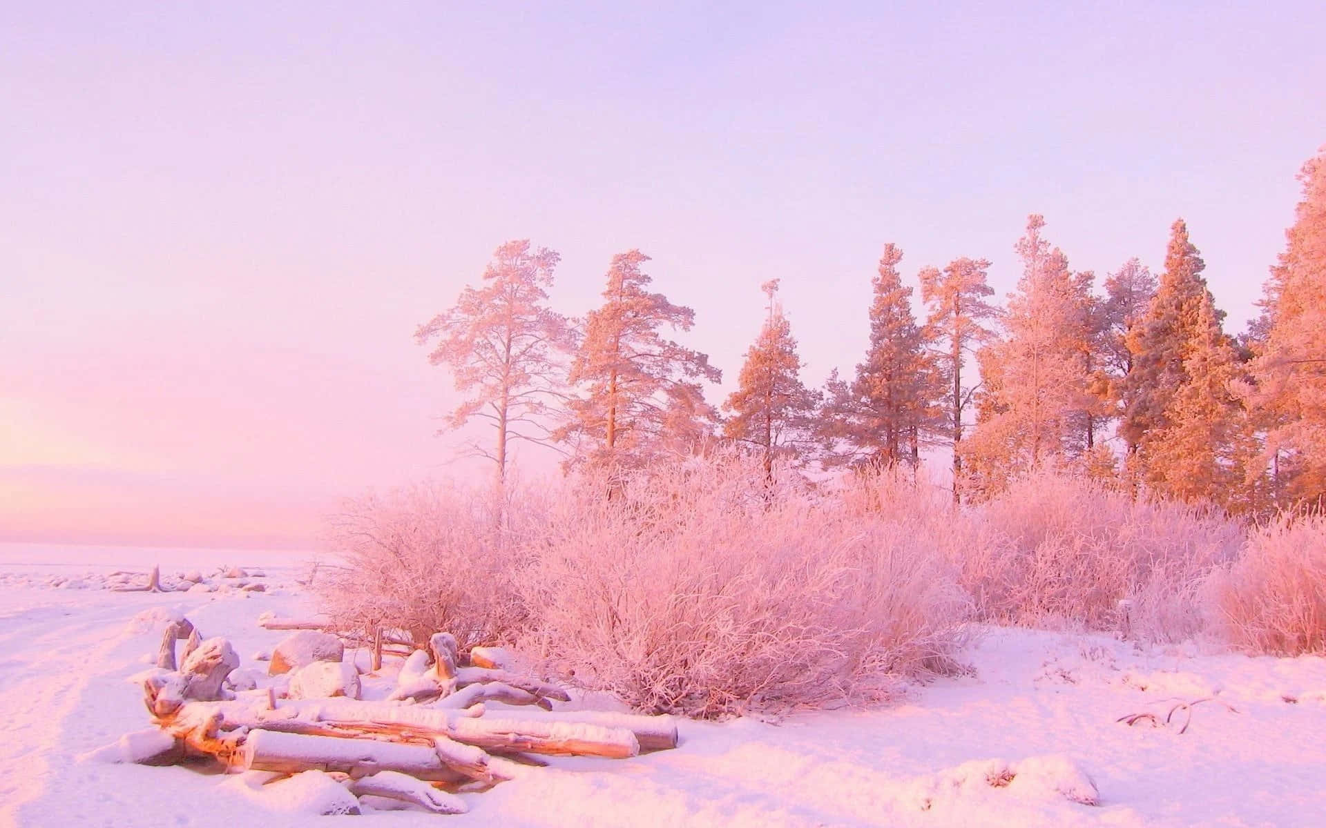 美學粉色GIF 桌布 壁紙 — 一片白雪覆蓋的冬日景色，沐浴在日出或日落的柔和粉紅與紫色調中，前景是結霜的樹木和圓木。