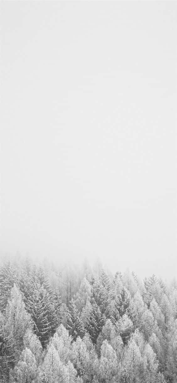 Snow iPhone 桌布 壁紙 — 一片白雪覆蓋的常綠樹構成的寧靜冬日森林，在多雲的天空下漸漸融入柔和的白色迷霧中。