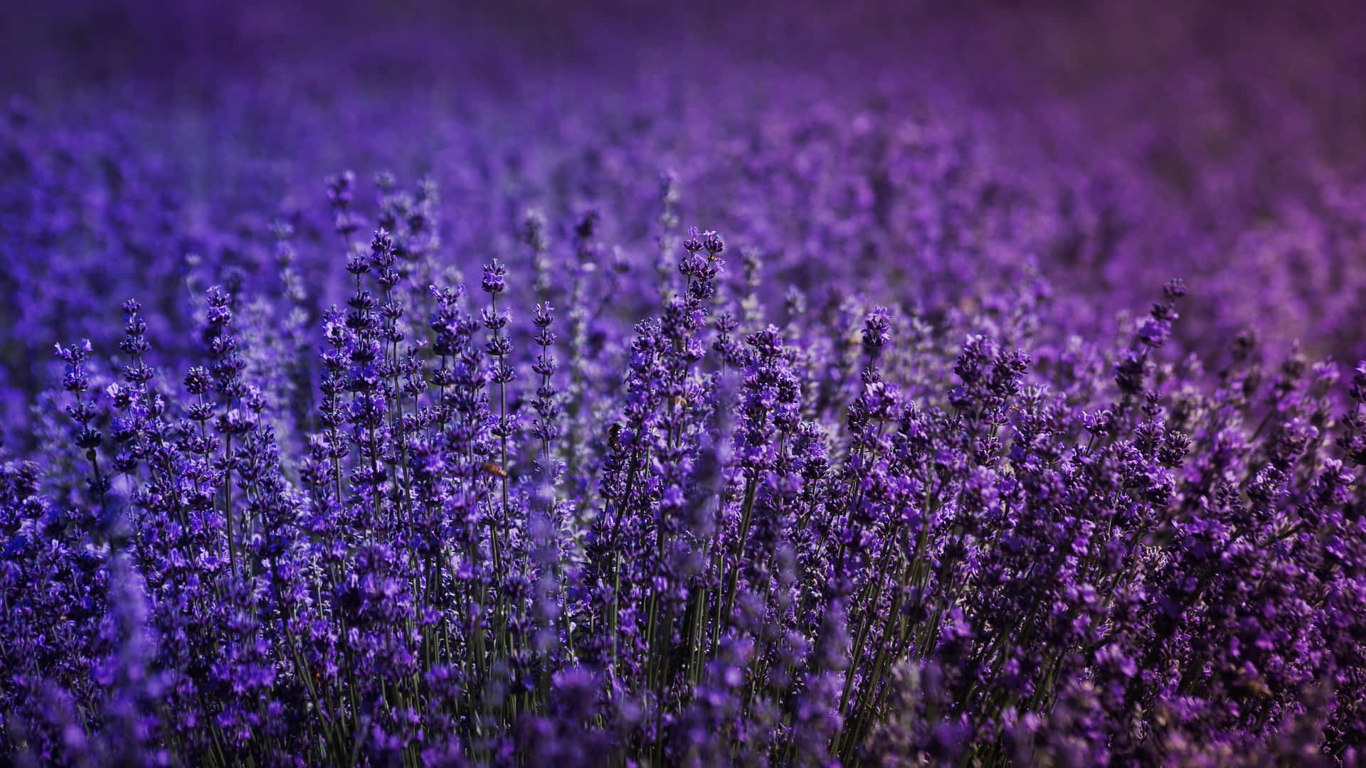 Lavender 桌布 壁紙 — 一片盛開的薰衣草田在柔和日光下延伸至遠方，帶有豐富的紫色調和模糊的背景。