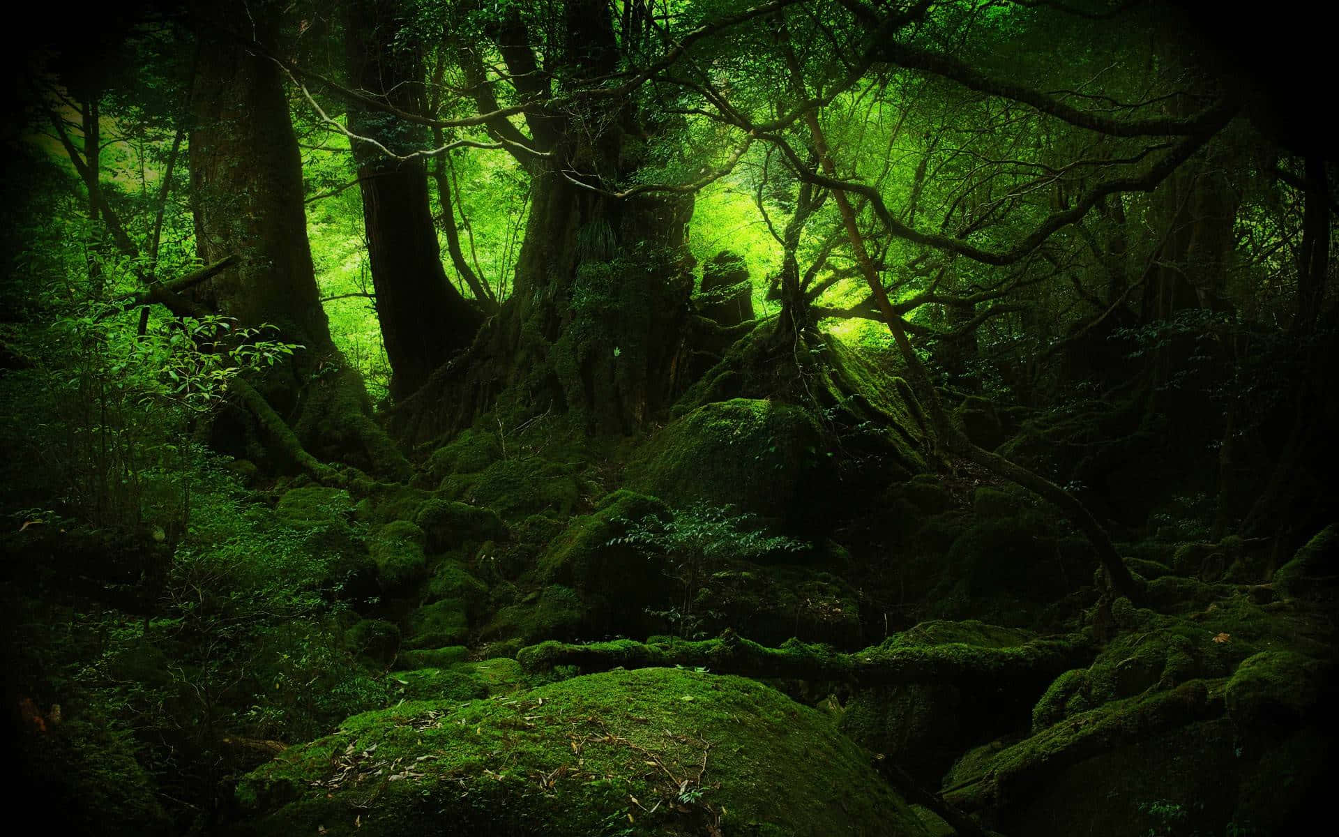 dreamy 桌布 壁紙 — 一片神秘的森林散發著翠綠的光芒，穿過長滿苔蘚的古樹和纏結的樹根。