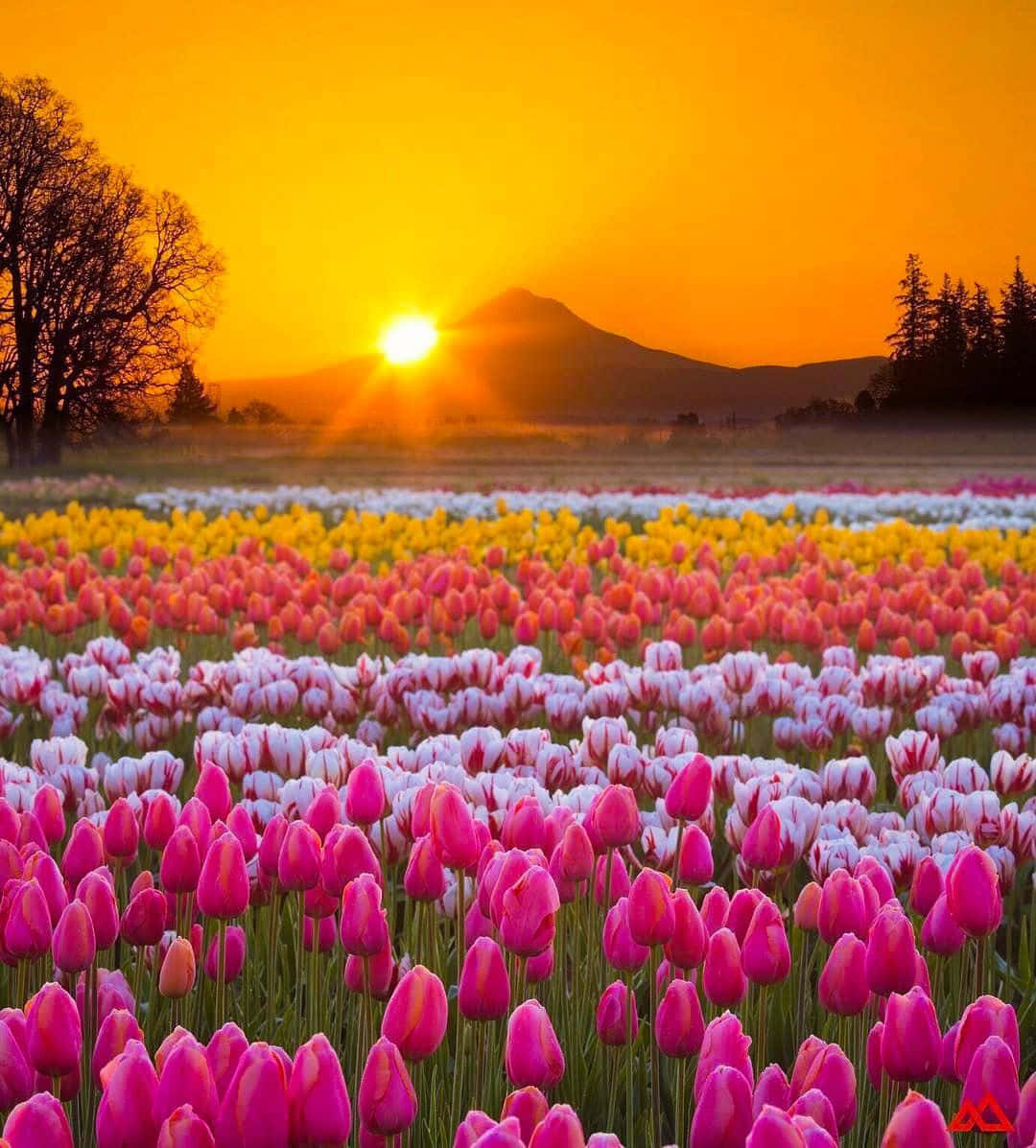 一片粉白相間的鬱金香花田，夕陽在花後緩緩落下 壁紙
