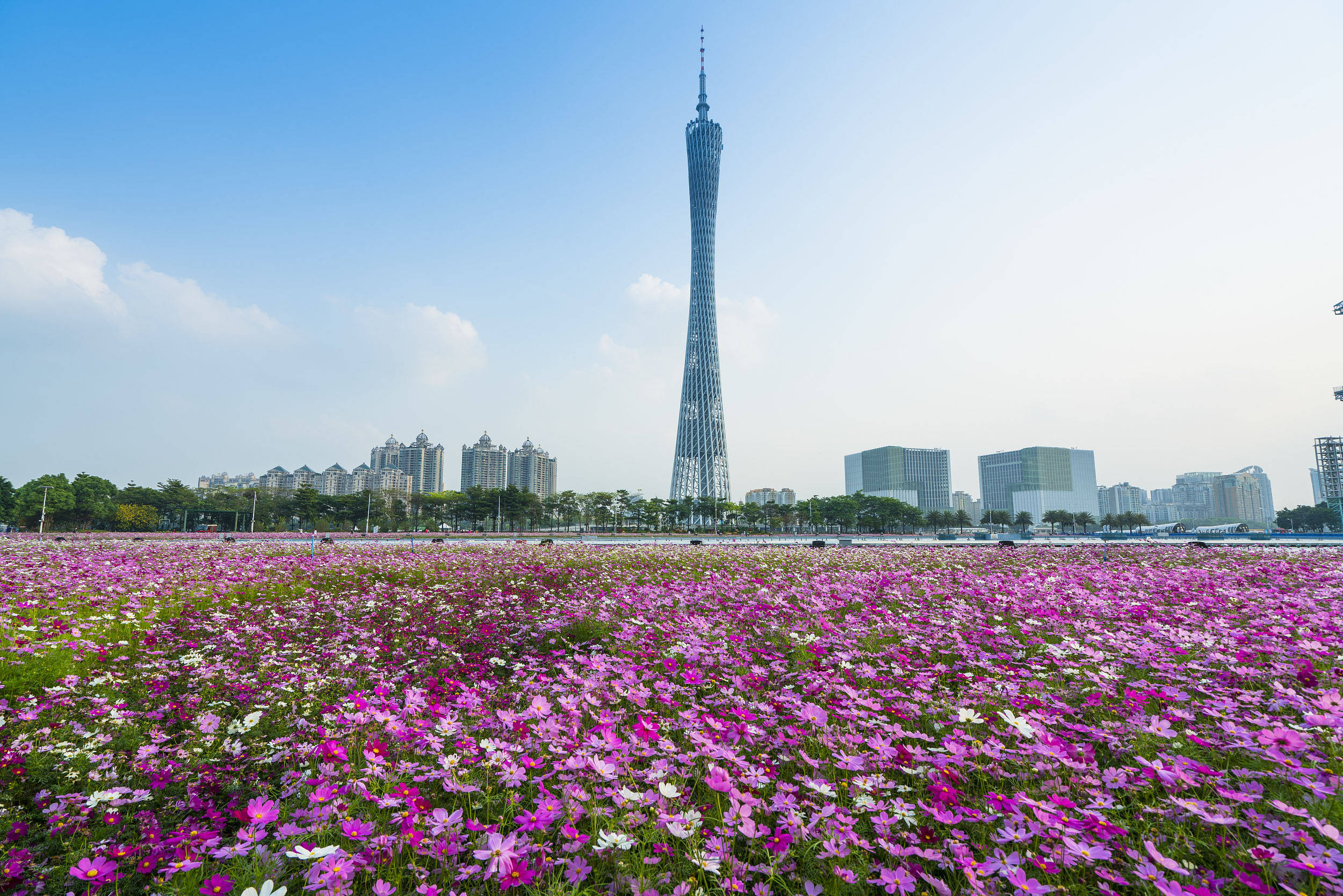 Guangzhou 桌布 壁紙 — 一片粉紅色和白色的波斯菊在晴朗的藍天下，於標誌性的廣州塔前盛開。