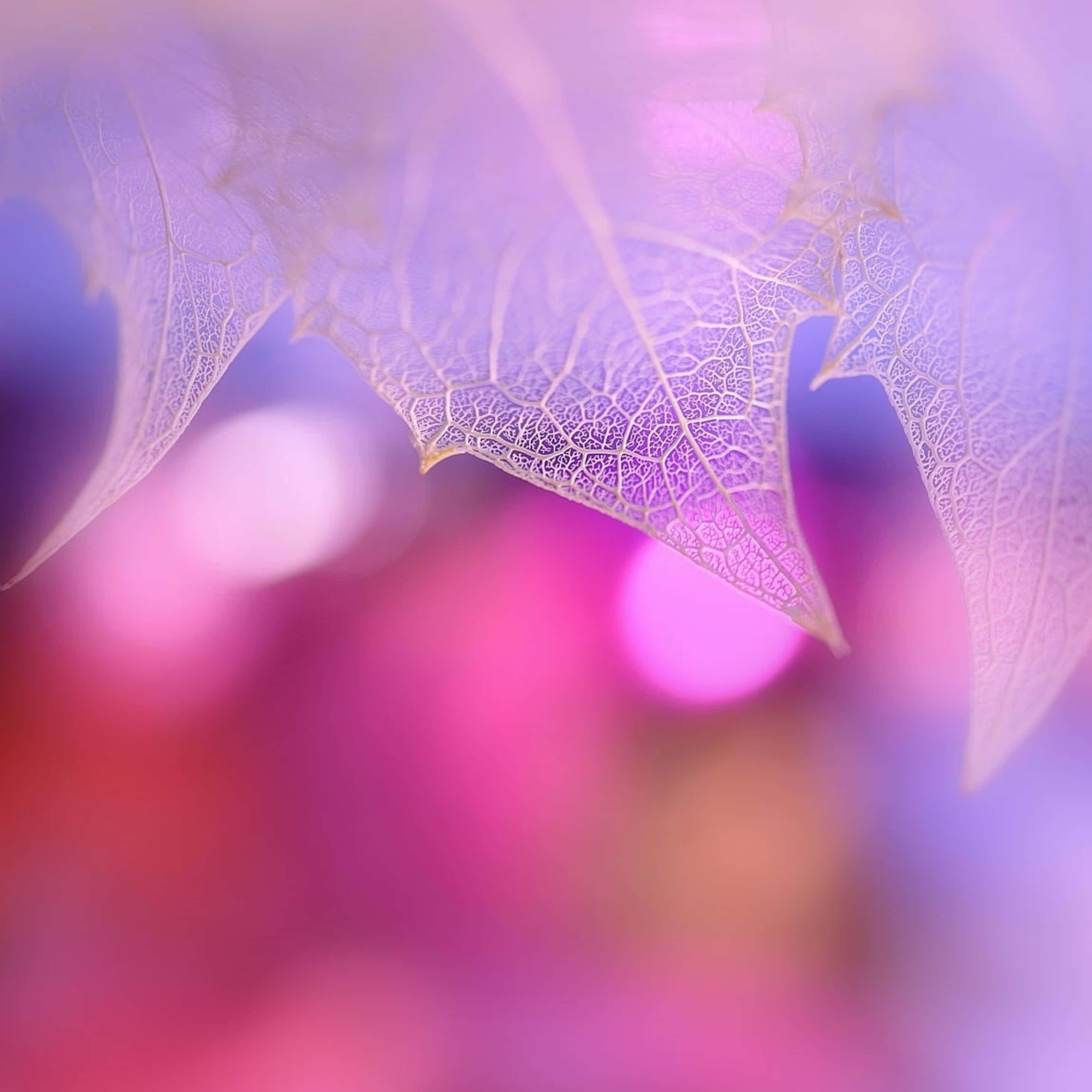 Bokeh 桌布 壁紙 — 一片精緻的半透明葉子，帶有複雜的葉脈圖案，漂浮在粉紅色和紫色散景燈光的柔和模糊背景上。