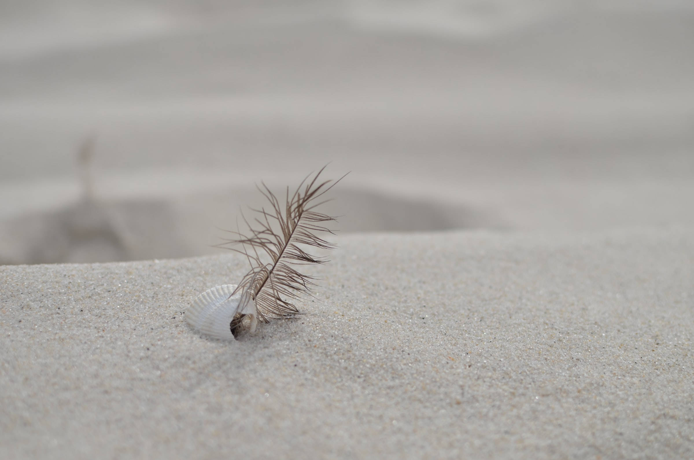 sand 桌布 壁紙 — 一片精緻的羽毛輕輕擱在一個小貝殼上，貝殼安放在柔軟而有紋理的沙中。