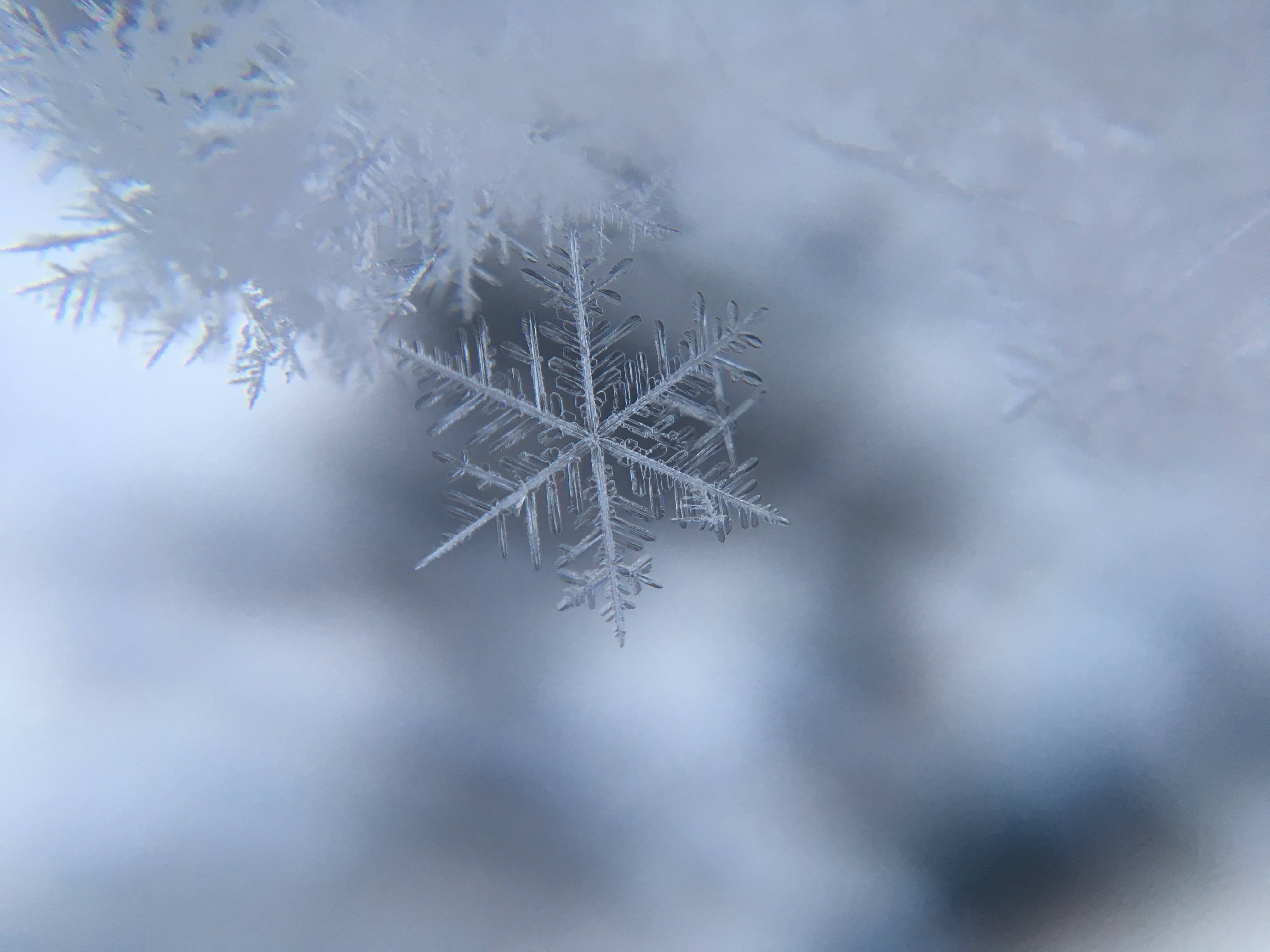 雪 桌布 壁紙 — 一片精緻的雪花停留在結霜的表面上，背景模糊，帶有柔和的藍色和白色色調。