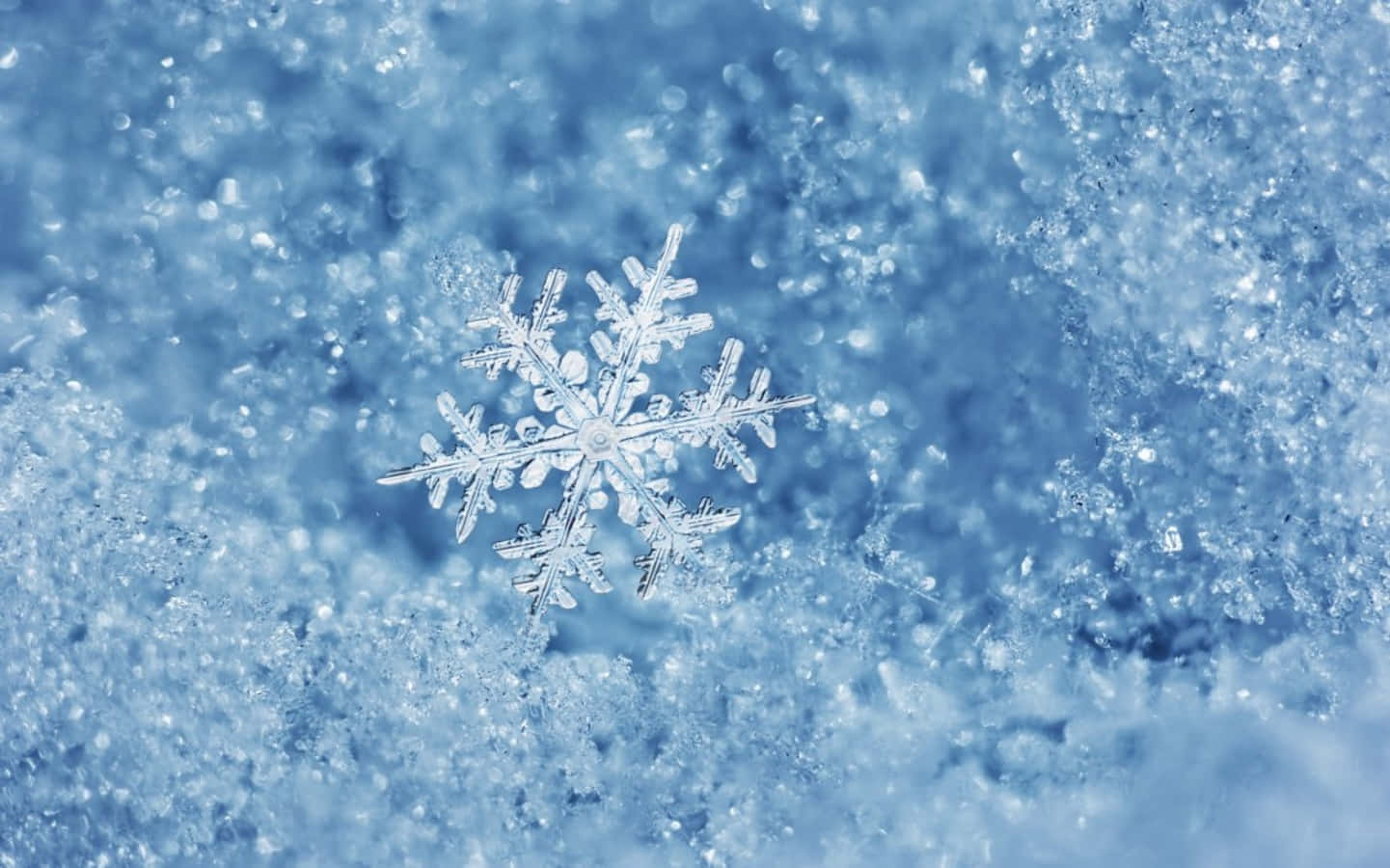 寒冷 桌布 壁紙 — 一片精緻的雪花輕柔地躺在柔軟的藍色雪地上，在清澈的冬日陽光下。